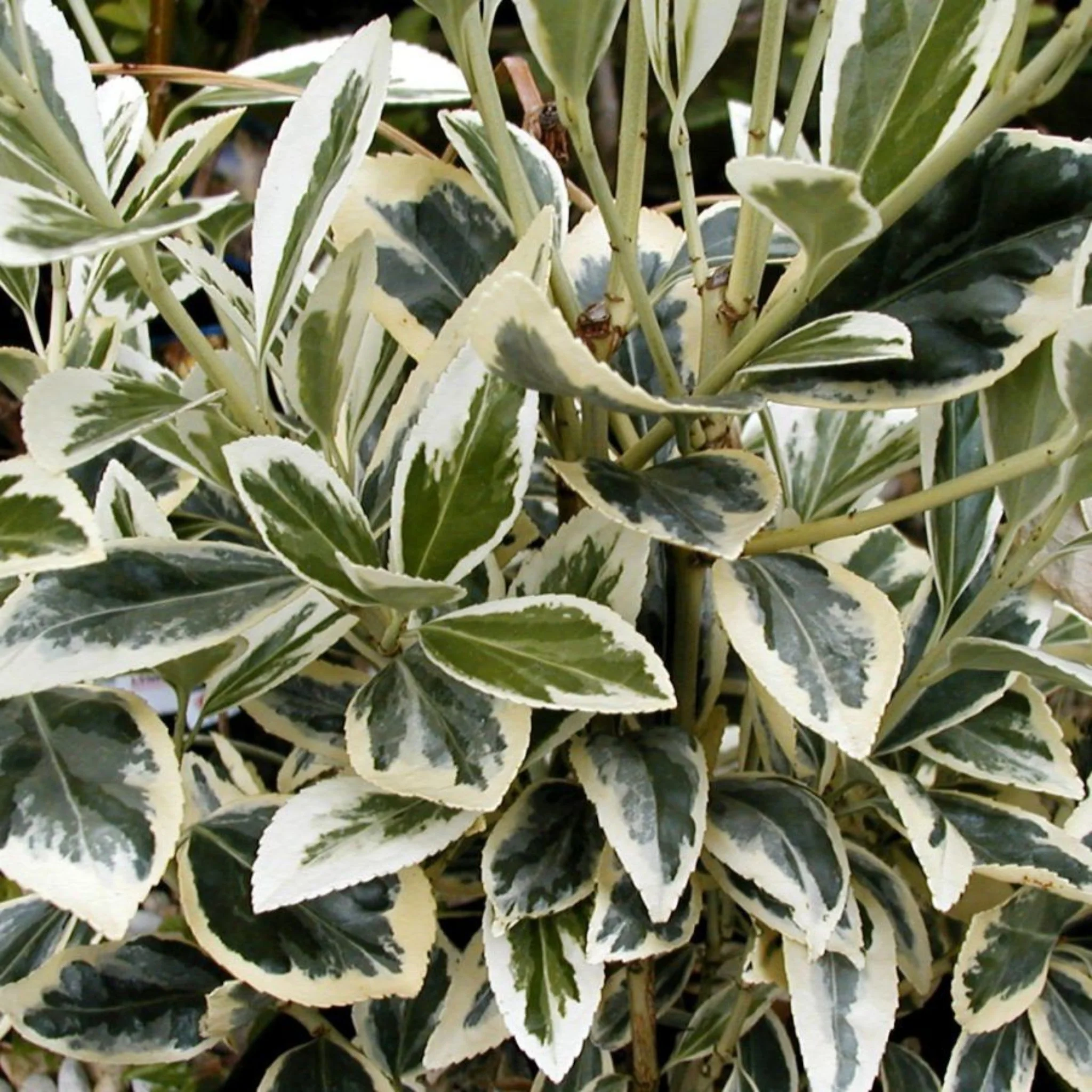 Euonymus japonicus 'Bravo' 9cm / 3L - Image 4