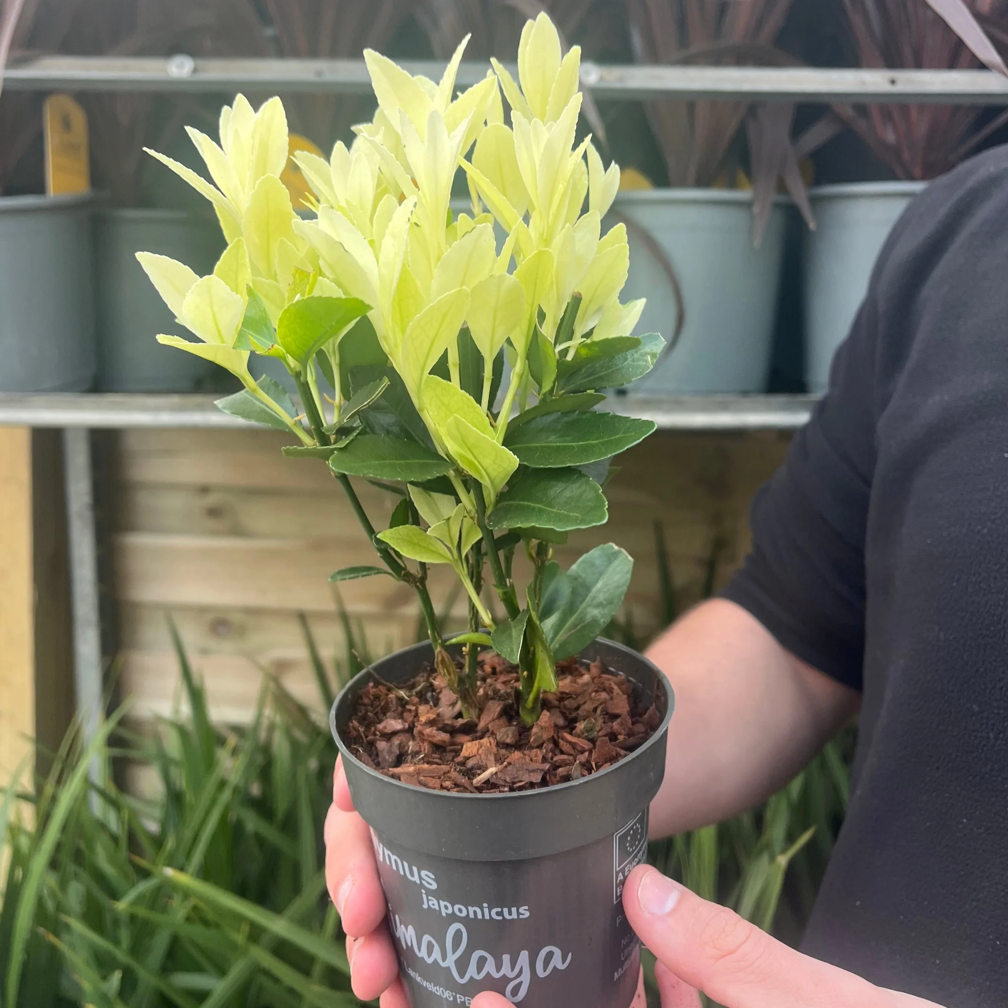 Euonymus japonica 'Himalaya' 9cm/2L/5L - Image 7