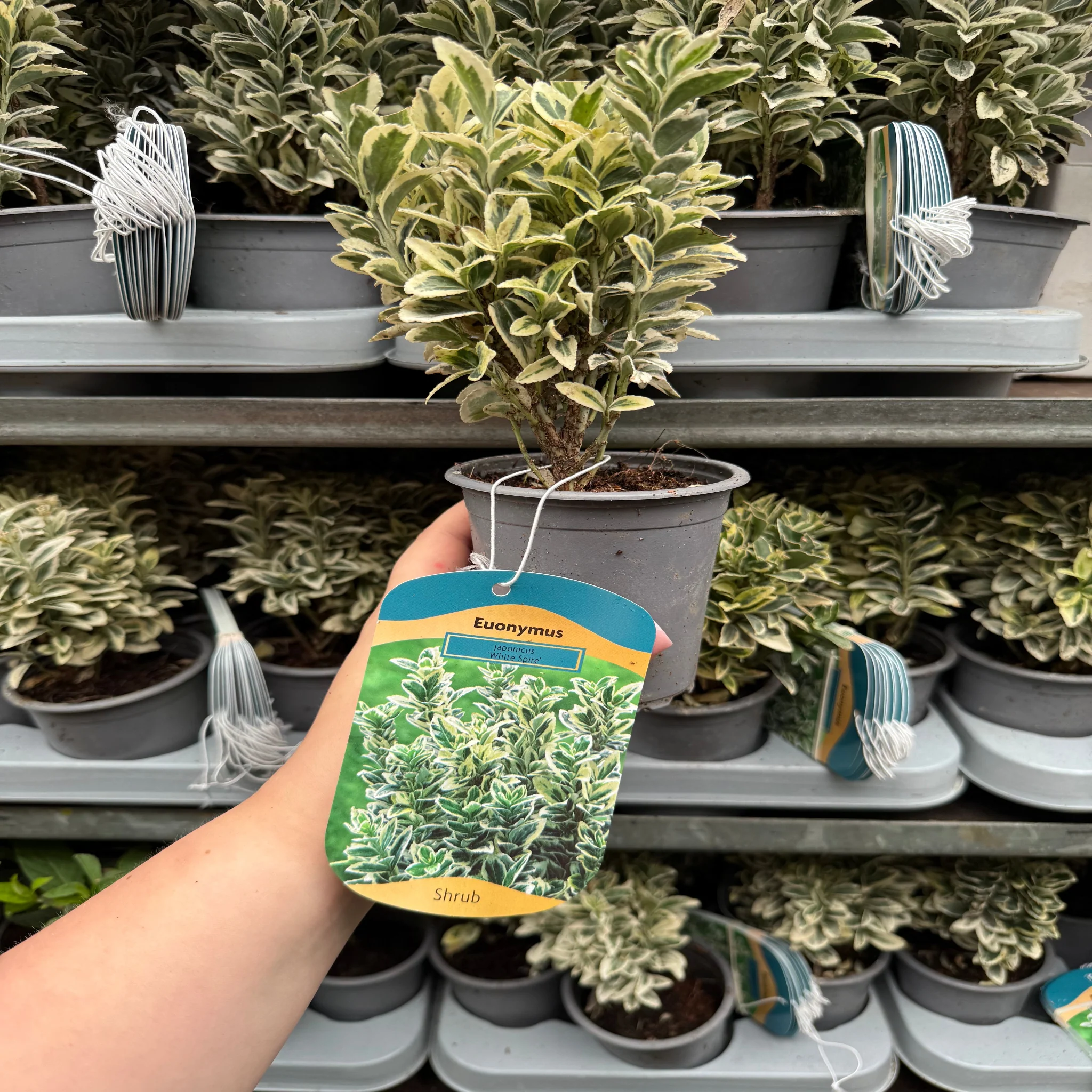 Euonymus japonicus 'White Spire' 9cm-4L (Multibuy Offers Available) - Image 7