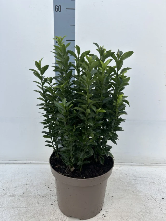 Euonymus japonicus 'Green Spire' (Multibuy Offers Available) - Image 6