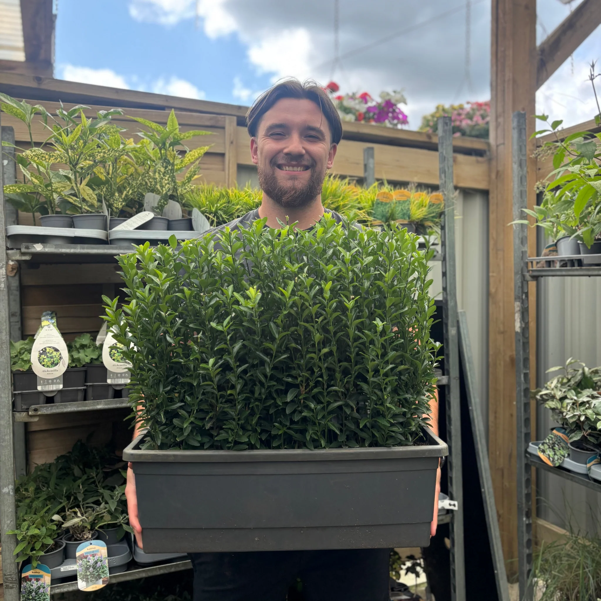 Euonymus japonicus 'Green Spire' (Multibuy Offers Available) - Image 7