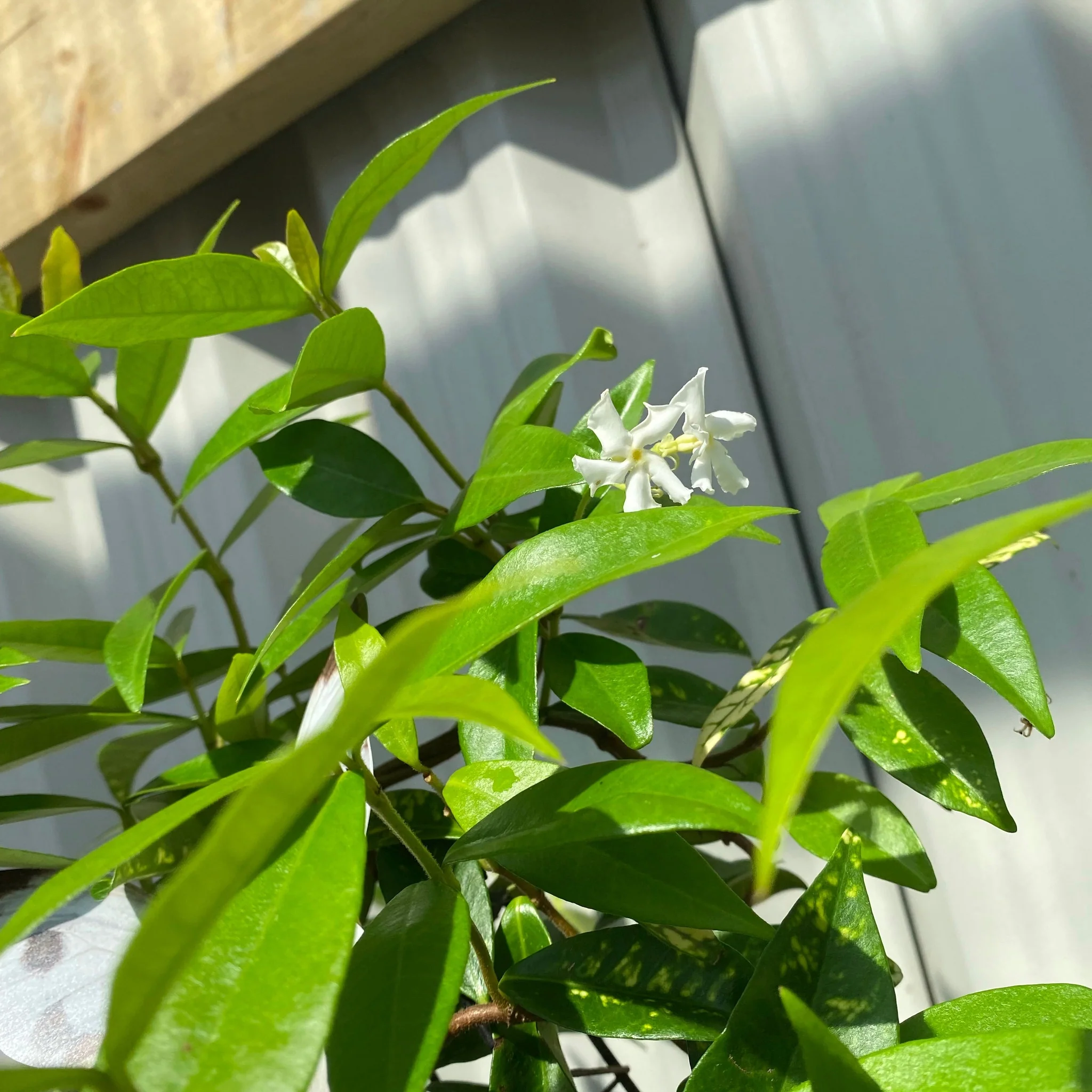 Trachelospermum jasminoides | Evergreen Star Jasmine Cone - Image 6