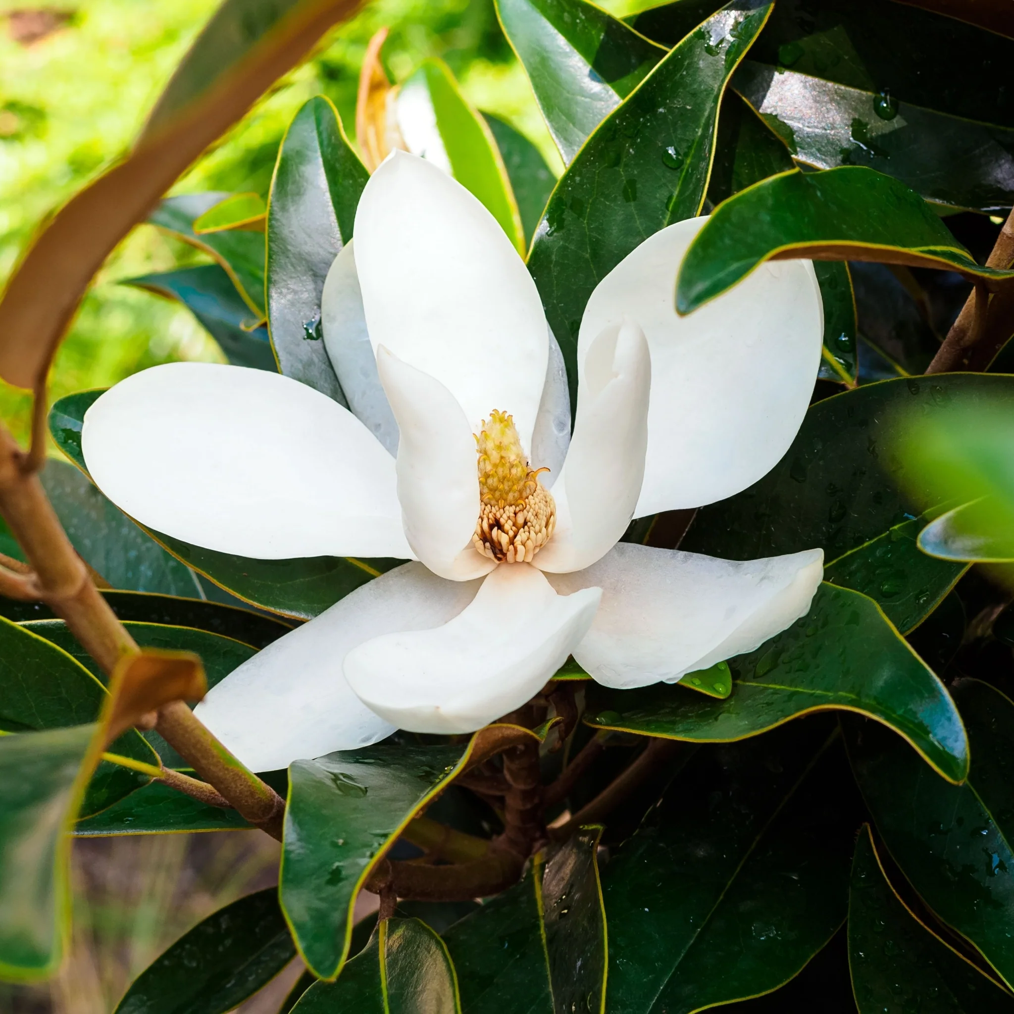 Evergreen Magnolia | Magnolia grandiflora | 50-60cm, 90-100cm - Image 2