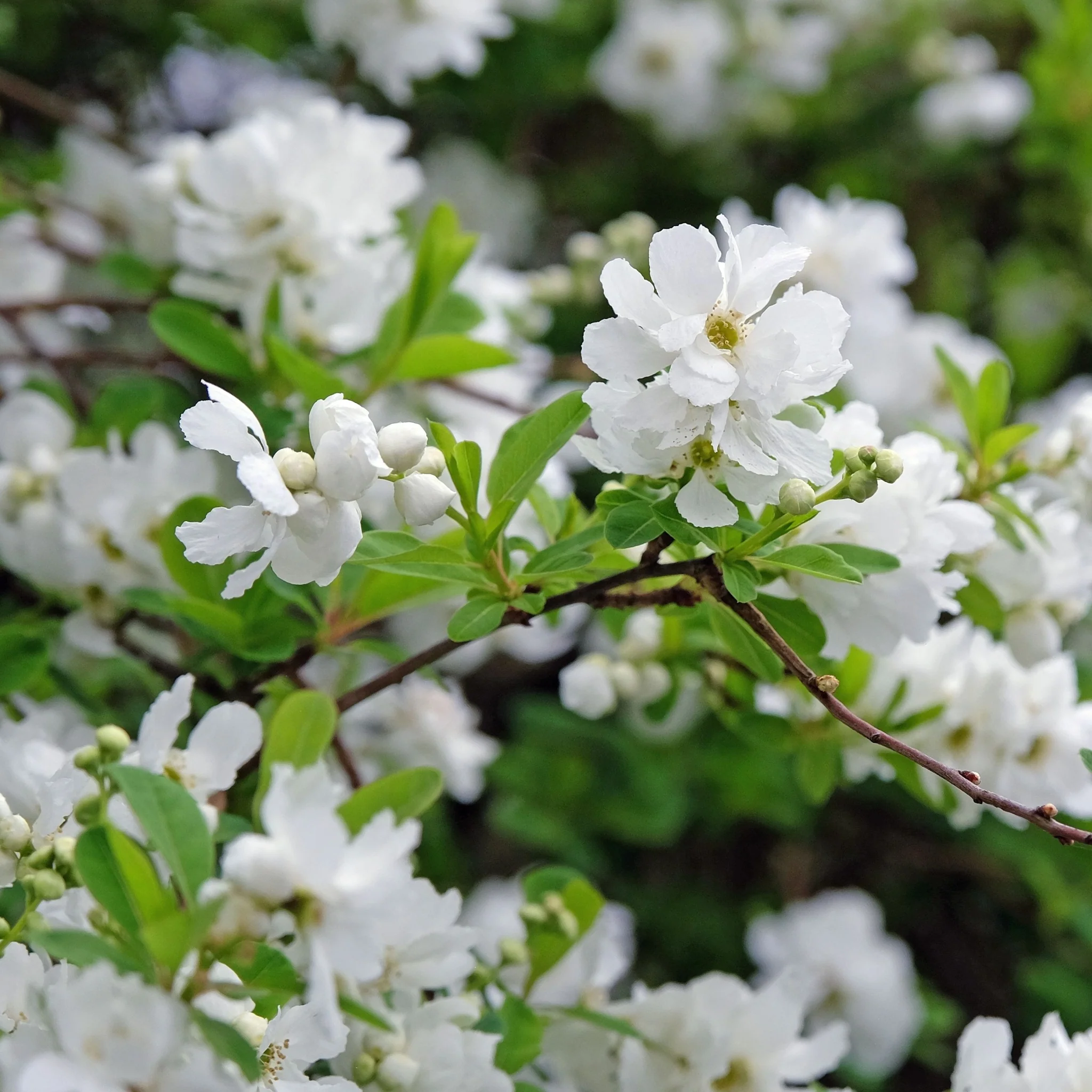 Exochorda racemosa 2L - Image 2