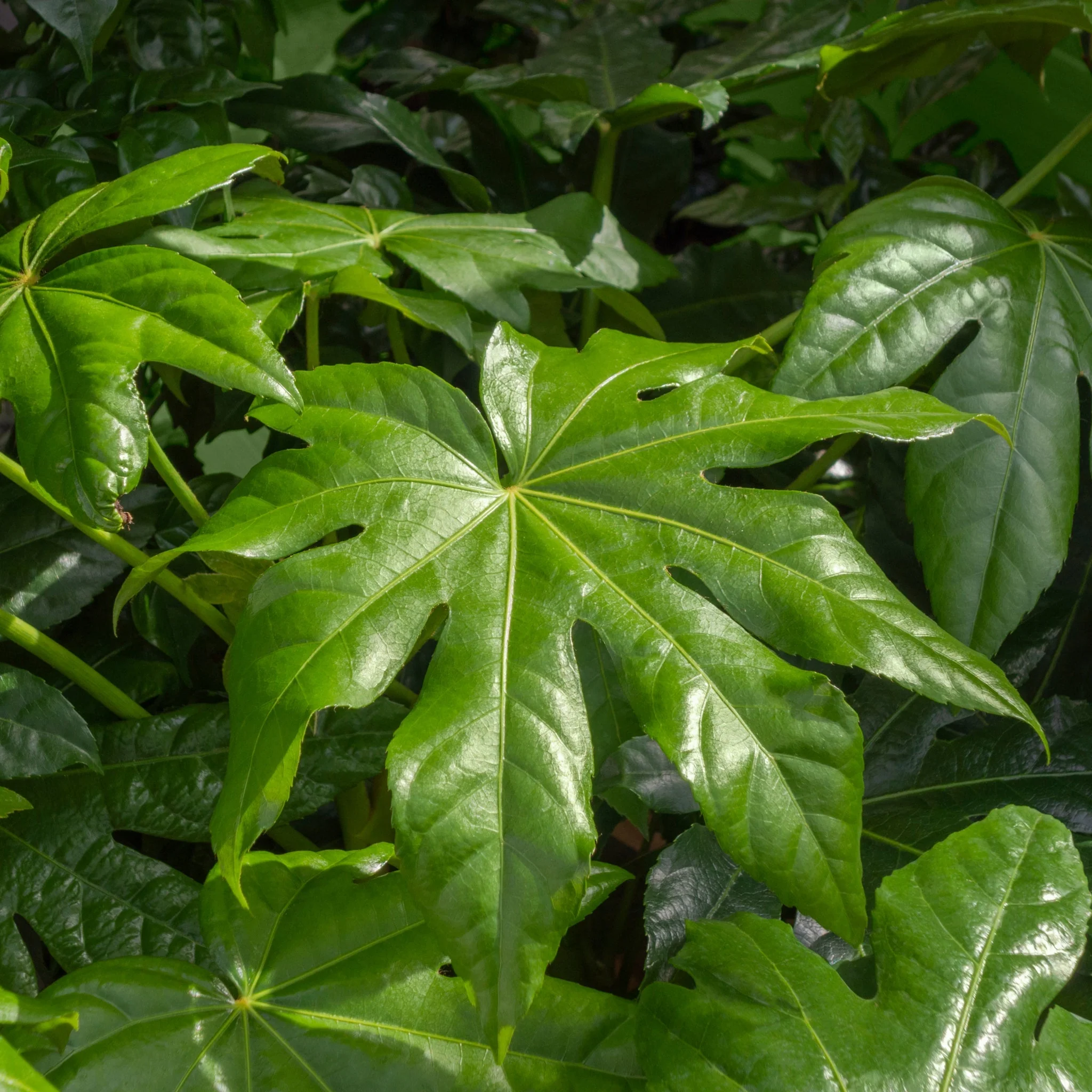 Fatsia japonica 2L (60-70cm) - Image 5