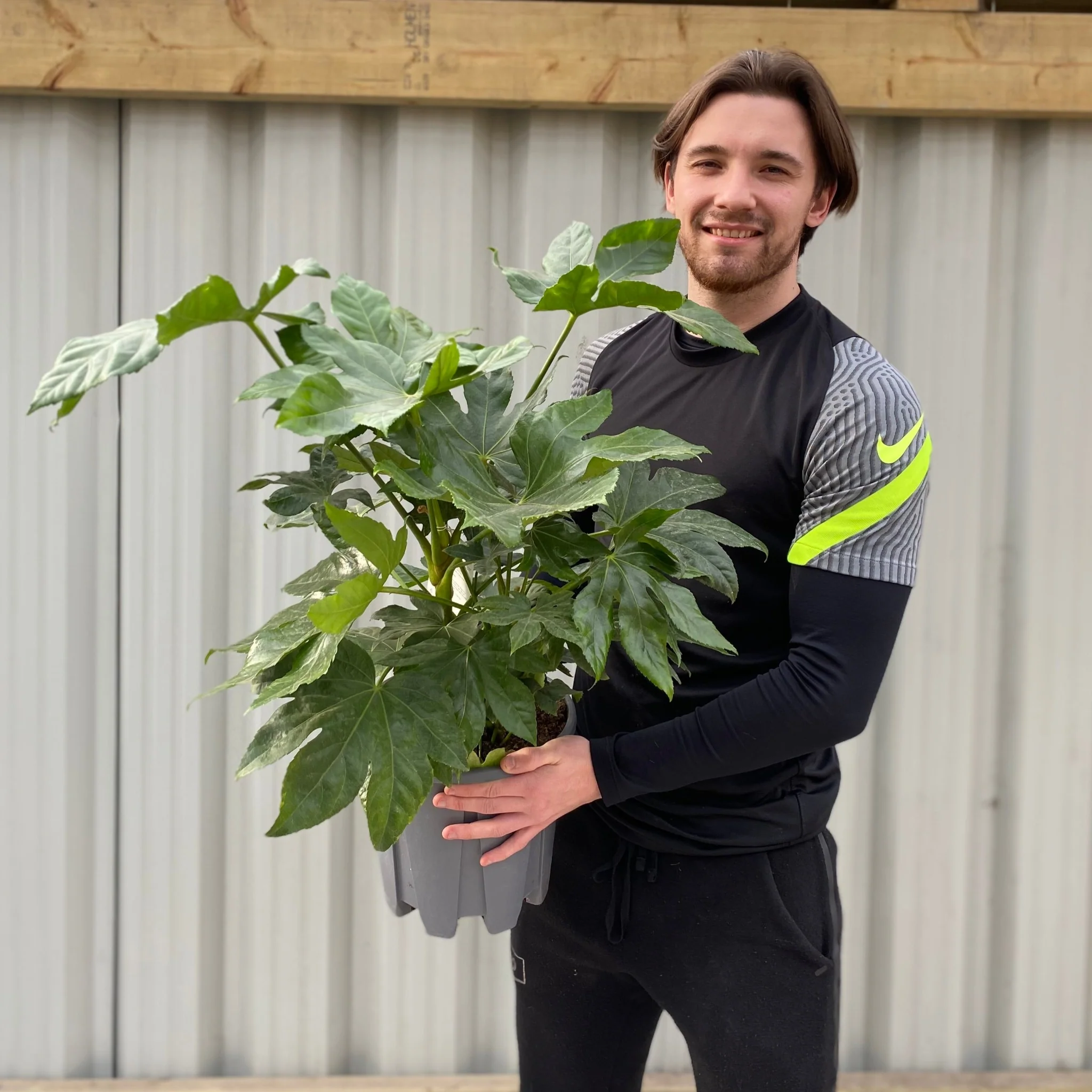 Fatsia japonica 70-80cm (3L) - Image 4