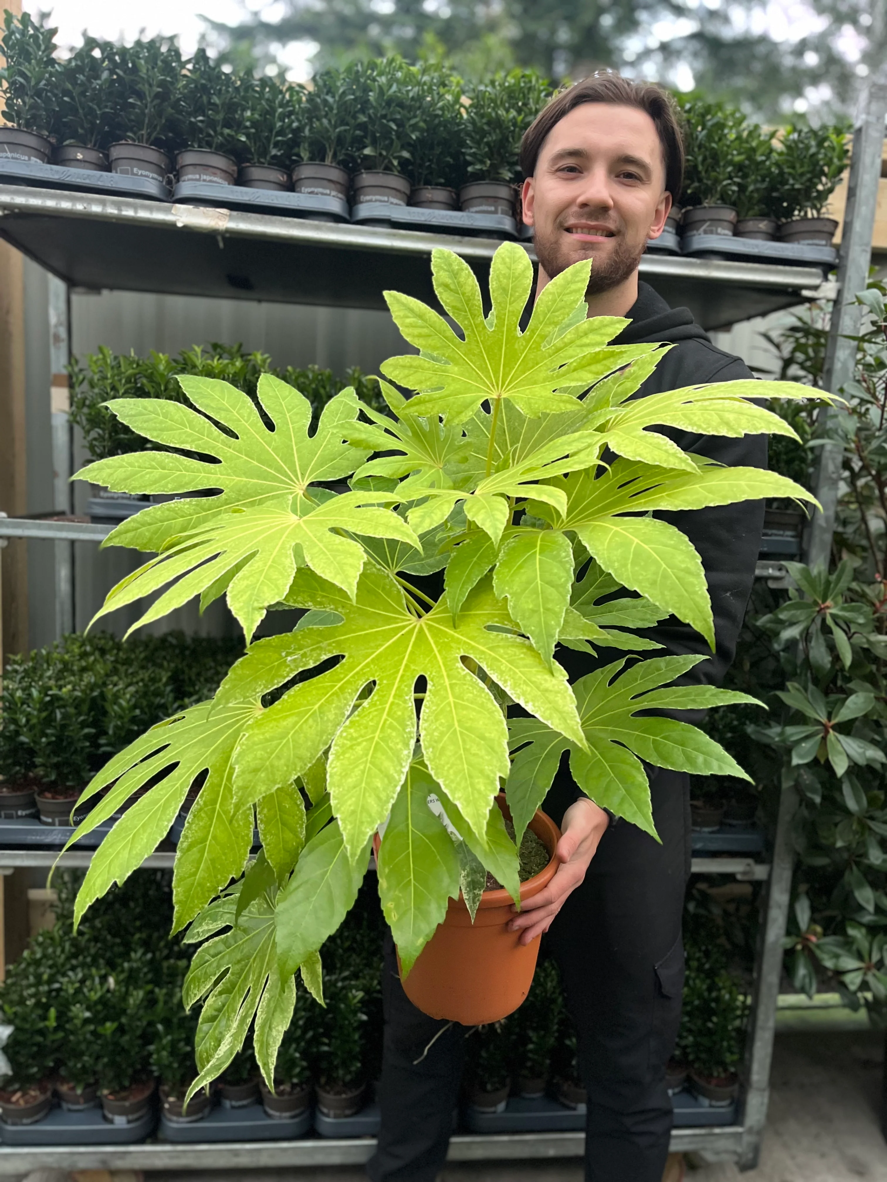 Fatsia japonica 'Spider's Web' 9cm-7.5L - Image 11