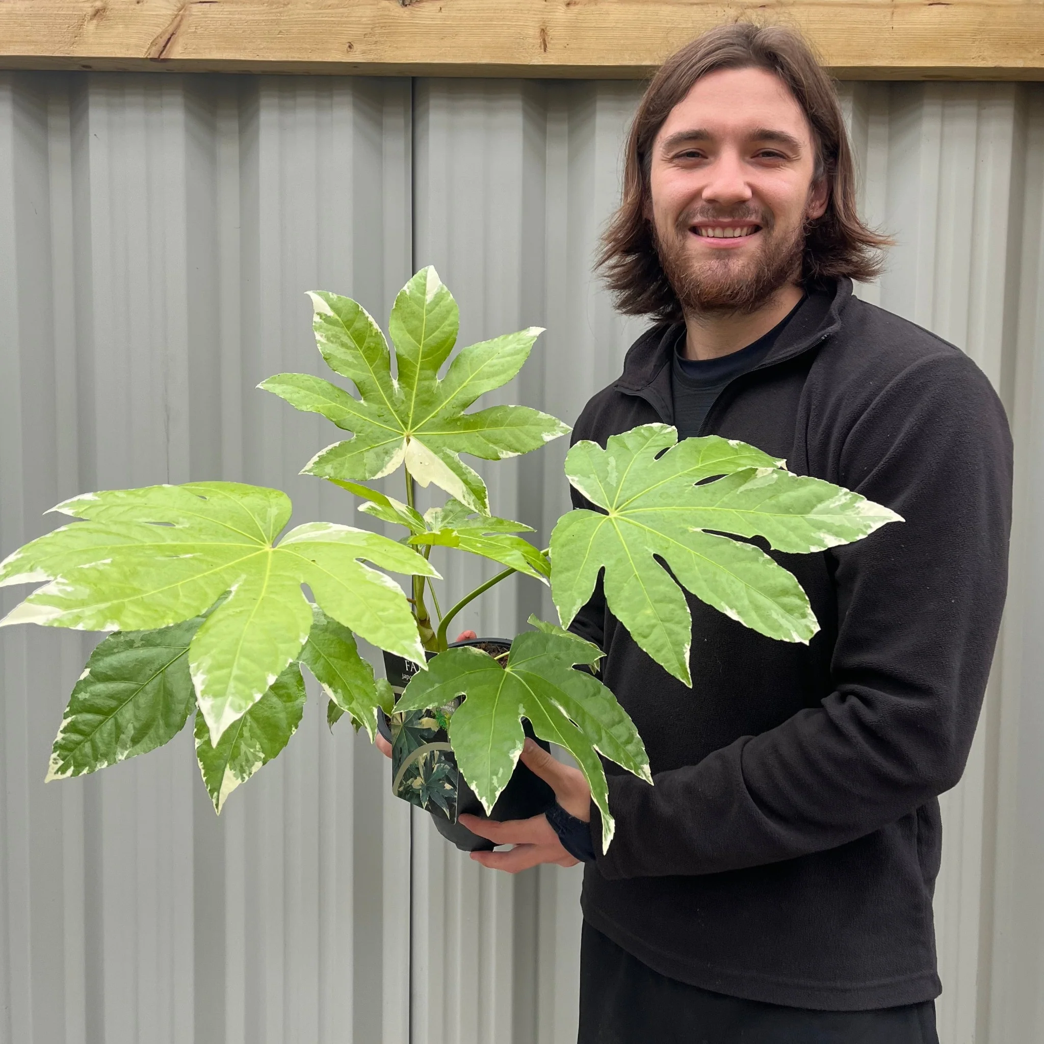 Fatsia japonica variegata | 2L Growers Pot - Image 3