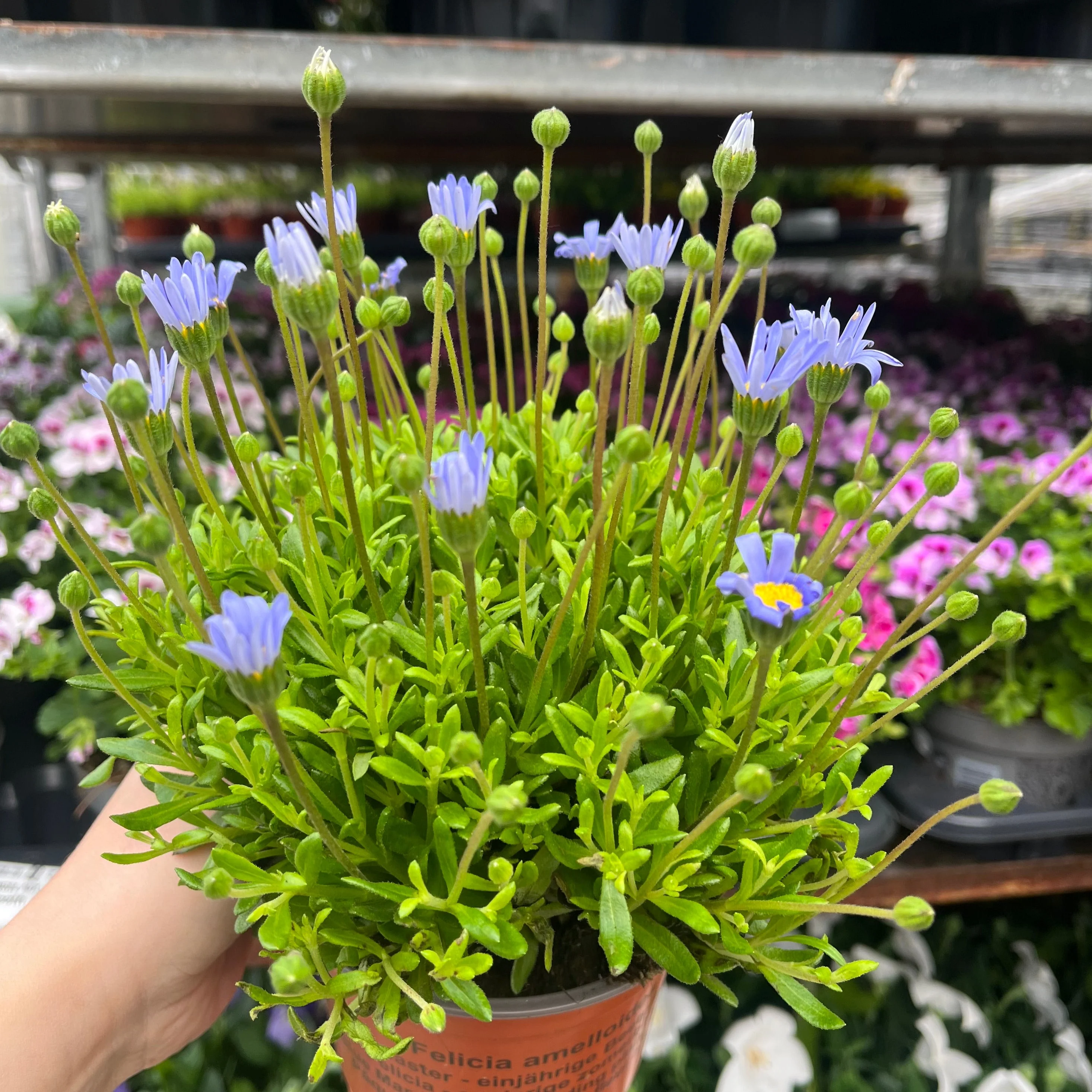 Felicia amelloides 1.5L - Image 2
