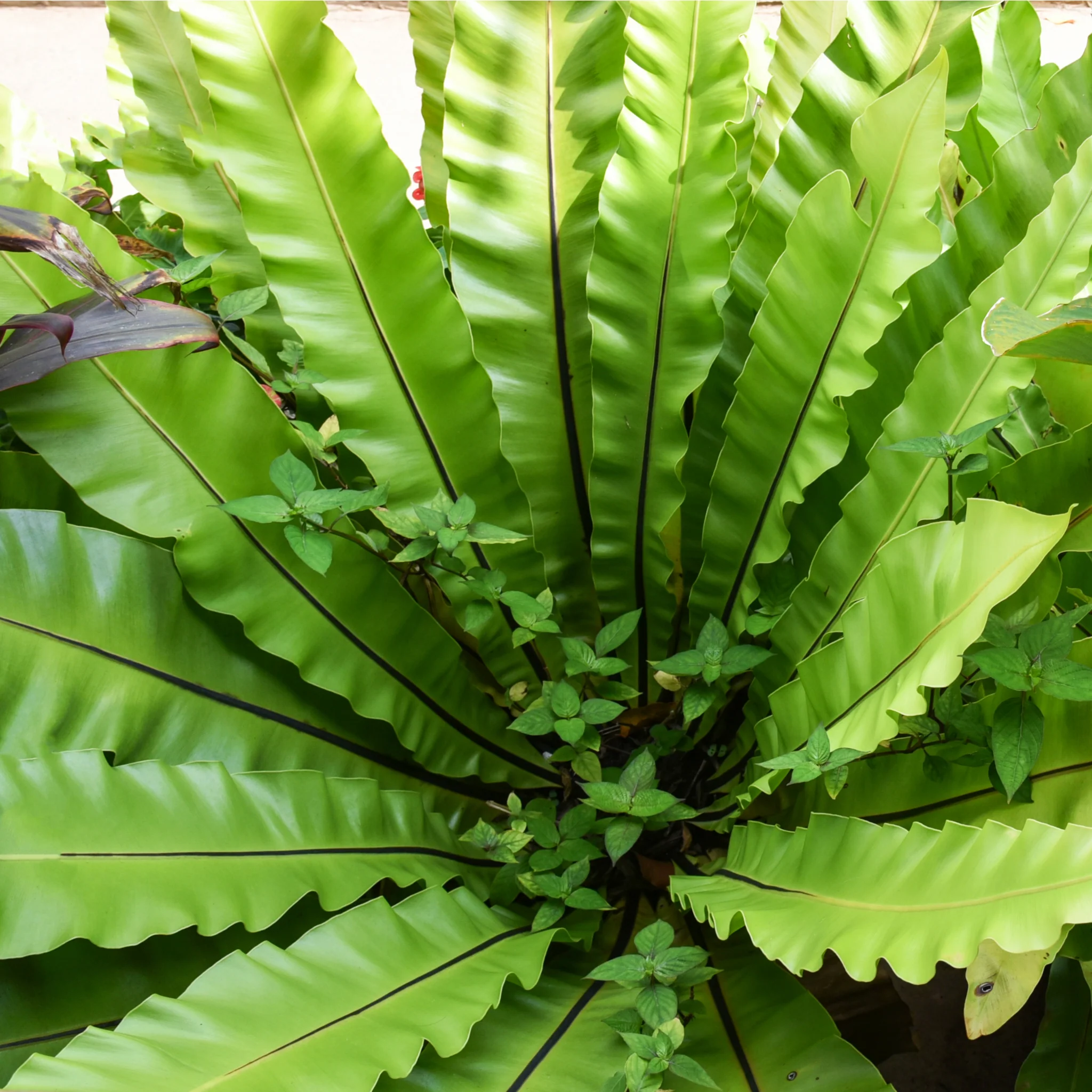 Fern Asplenium (11cm Pot) - Image 2