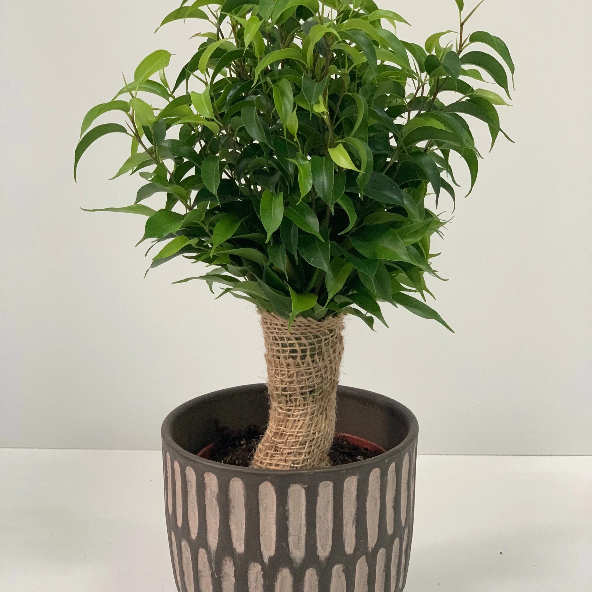 Ficus Natasja Kinky Jute Tree 30-35cm - Image 2