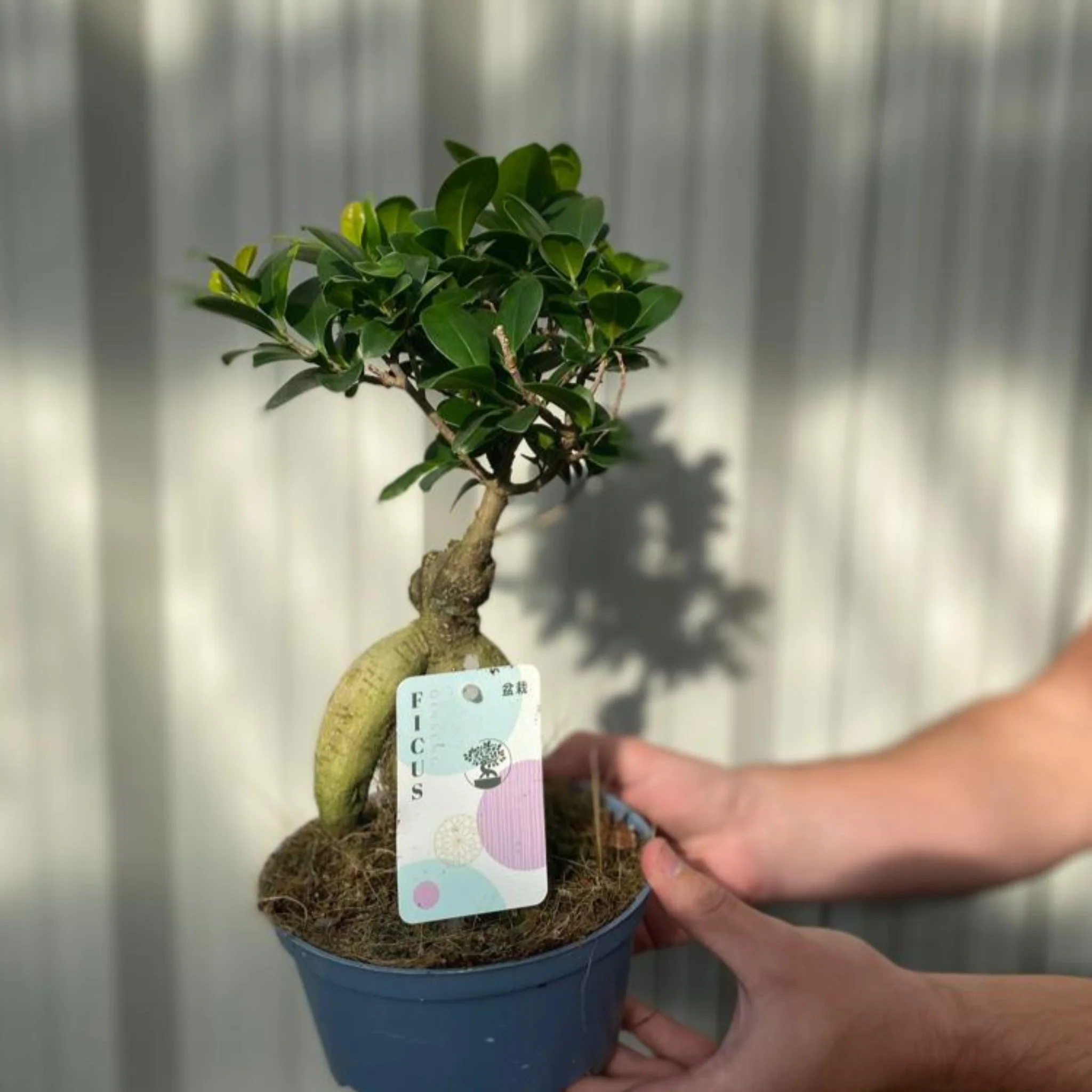 Ficus Ginseng 35-45cm - Image 2