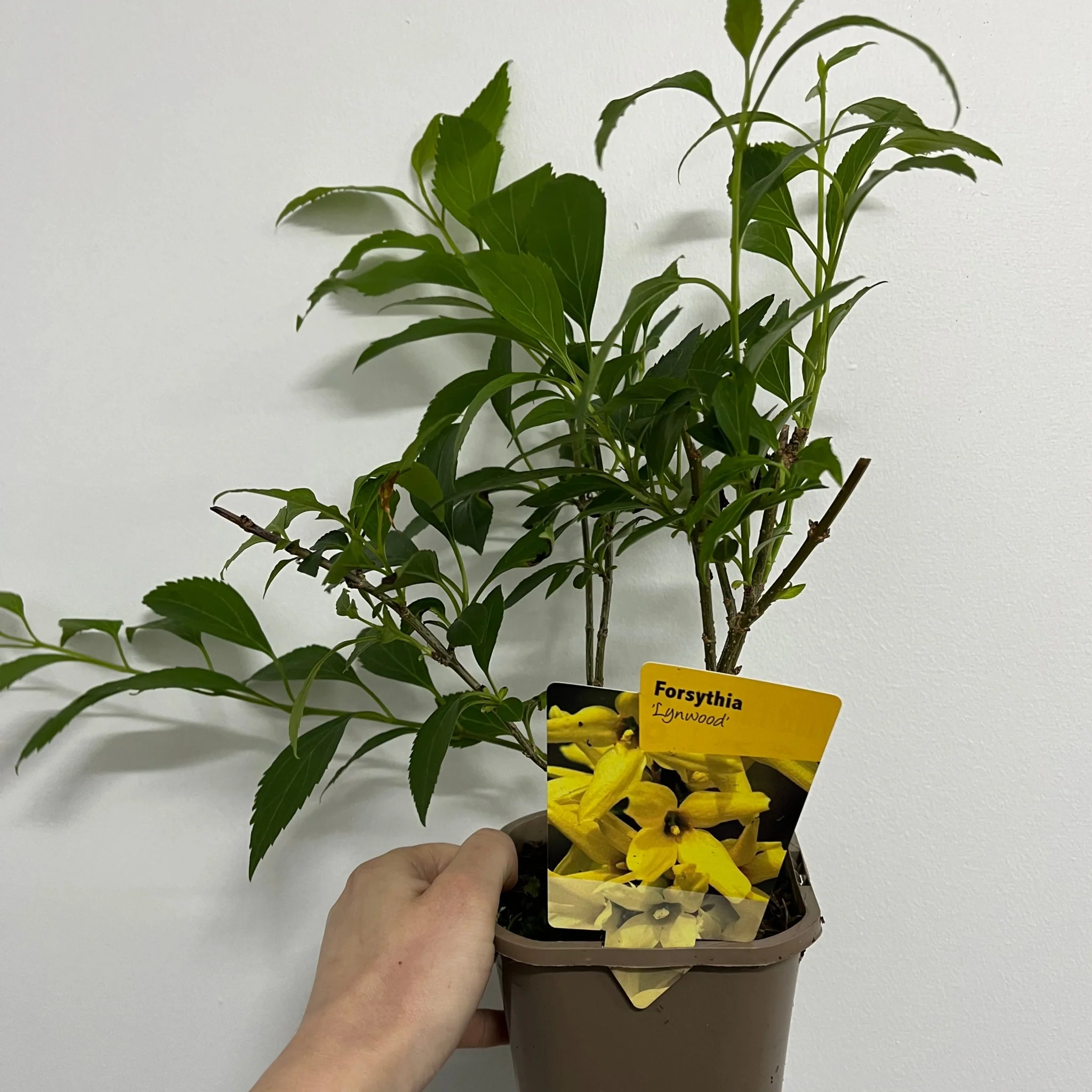 Forsythia x intermedia 'Lynwood' 1L - Image 2