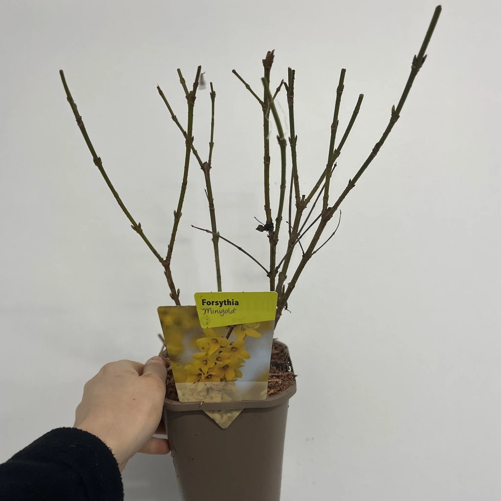 Forsythia x intermedia 'Minigold' 1L/2L - Image 5
