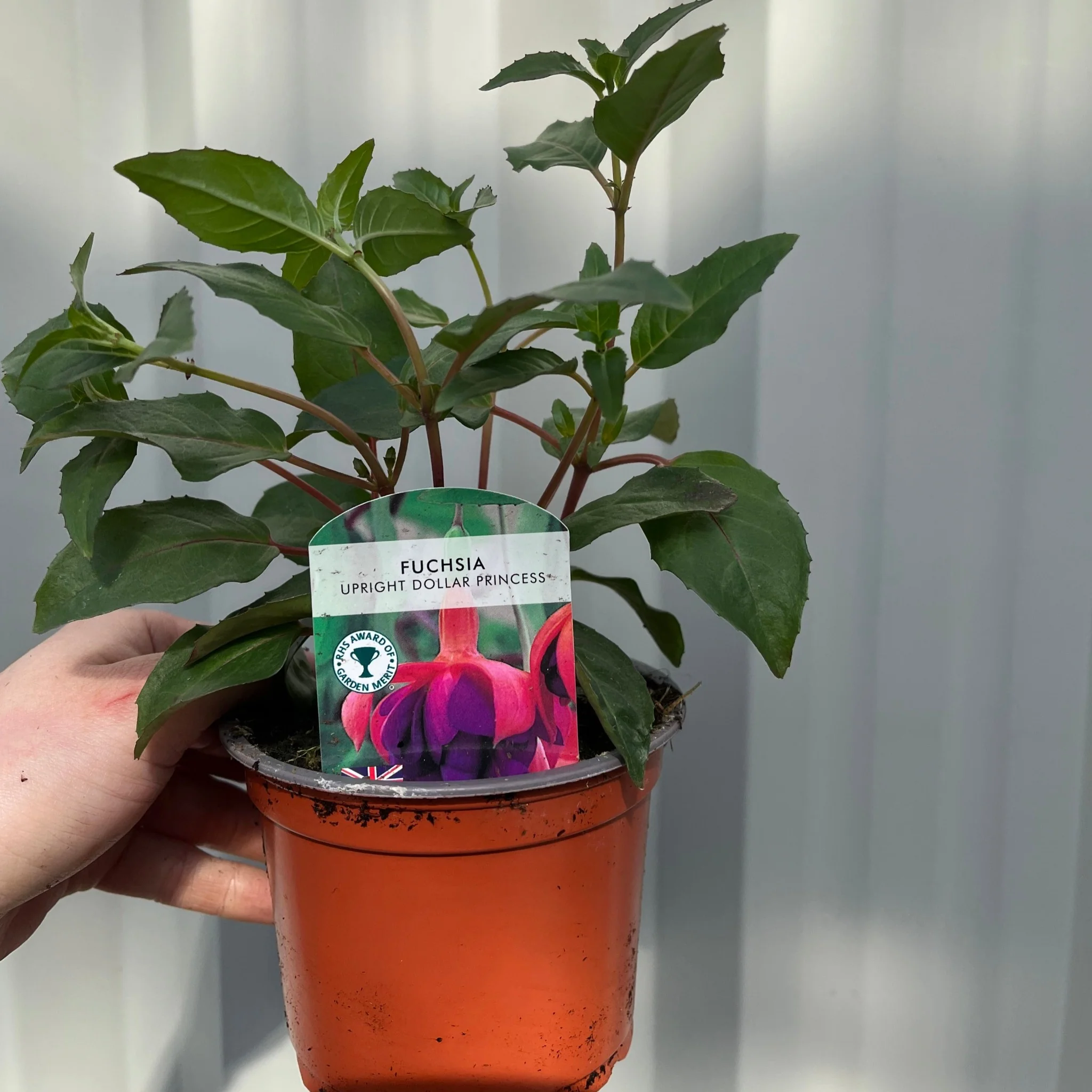 Fuchsia Dollar Princess - Upright (9cm Pot) - Image 2