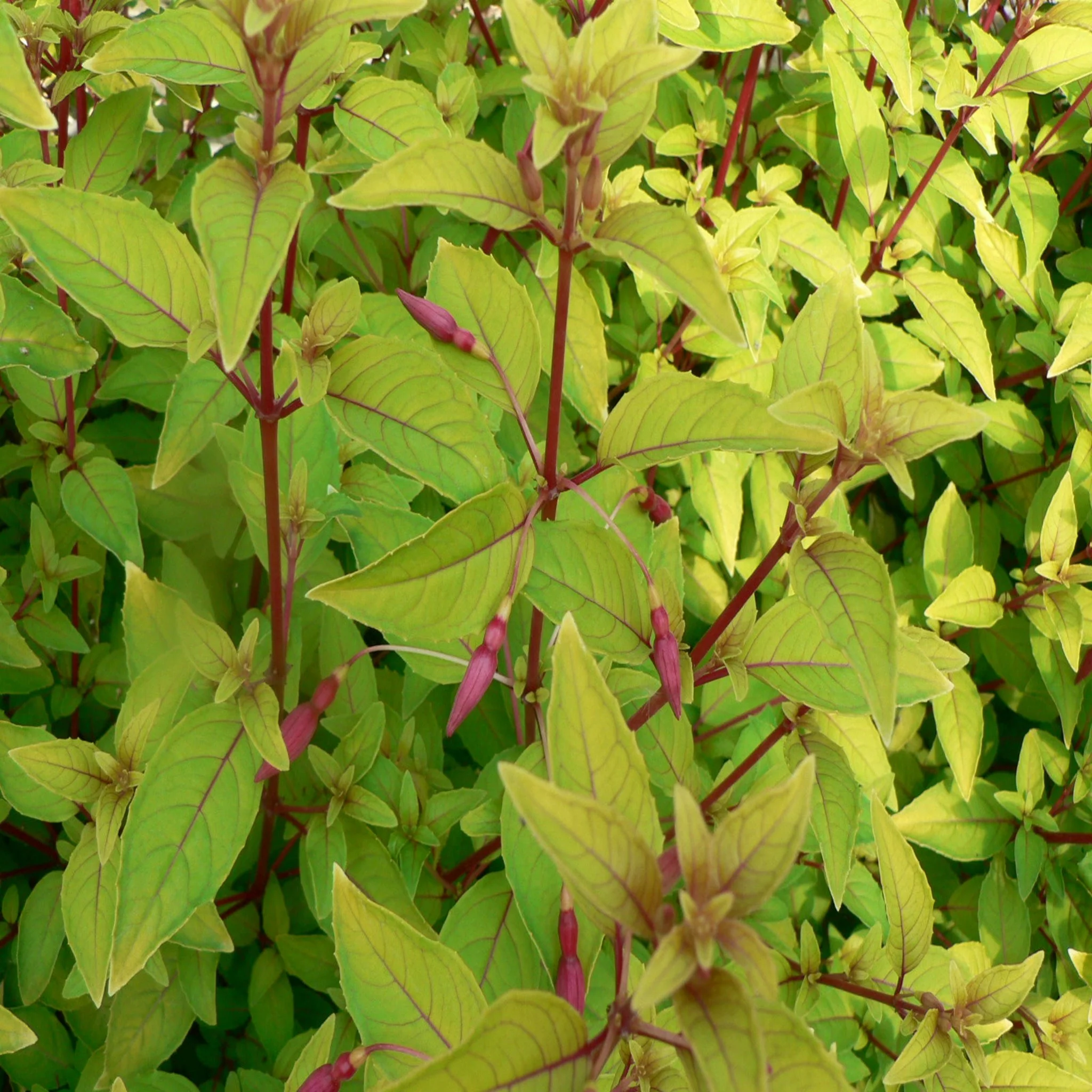 Hardy Fuchsia 'Genii' 9cm / 2L - Image 3