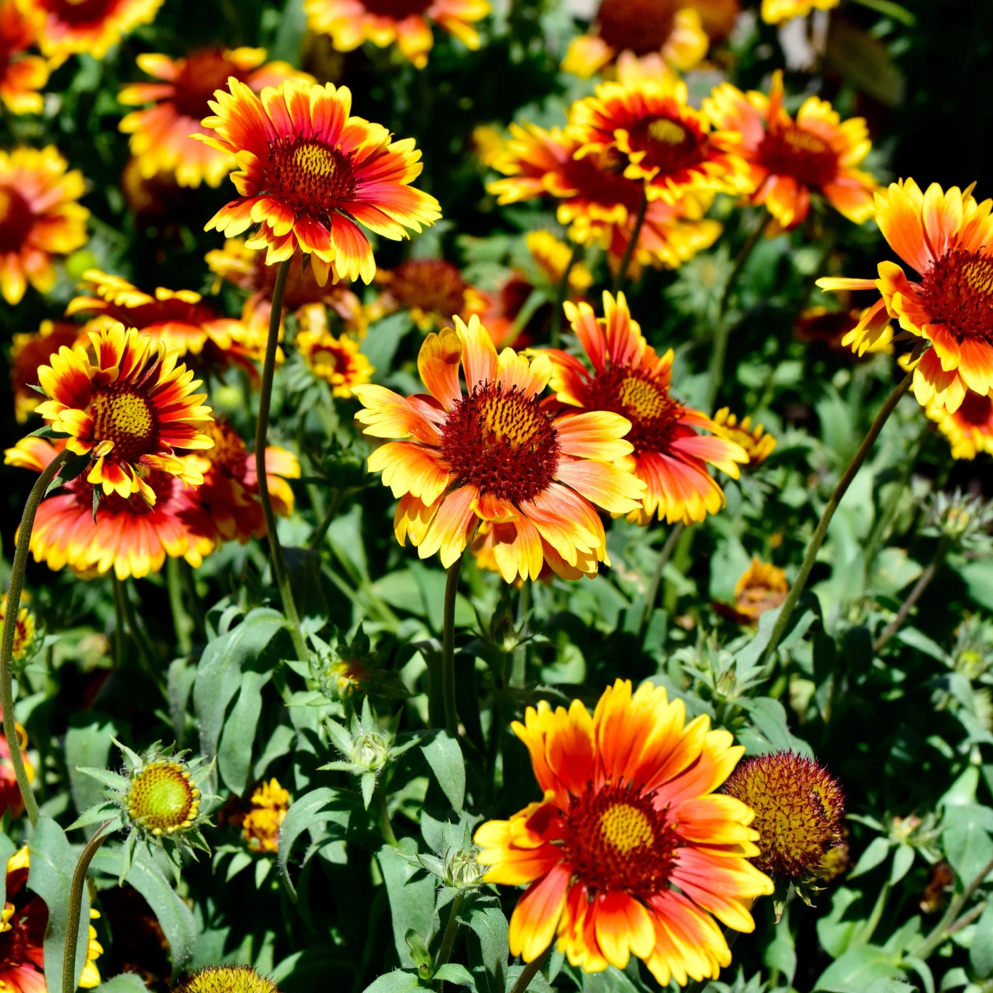 Gaillardia 1.5L (Our Choice) - Image 2