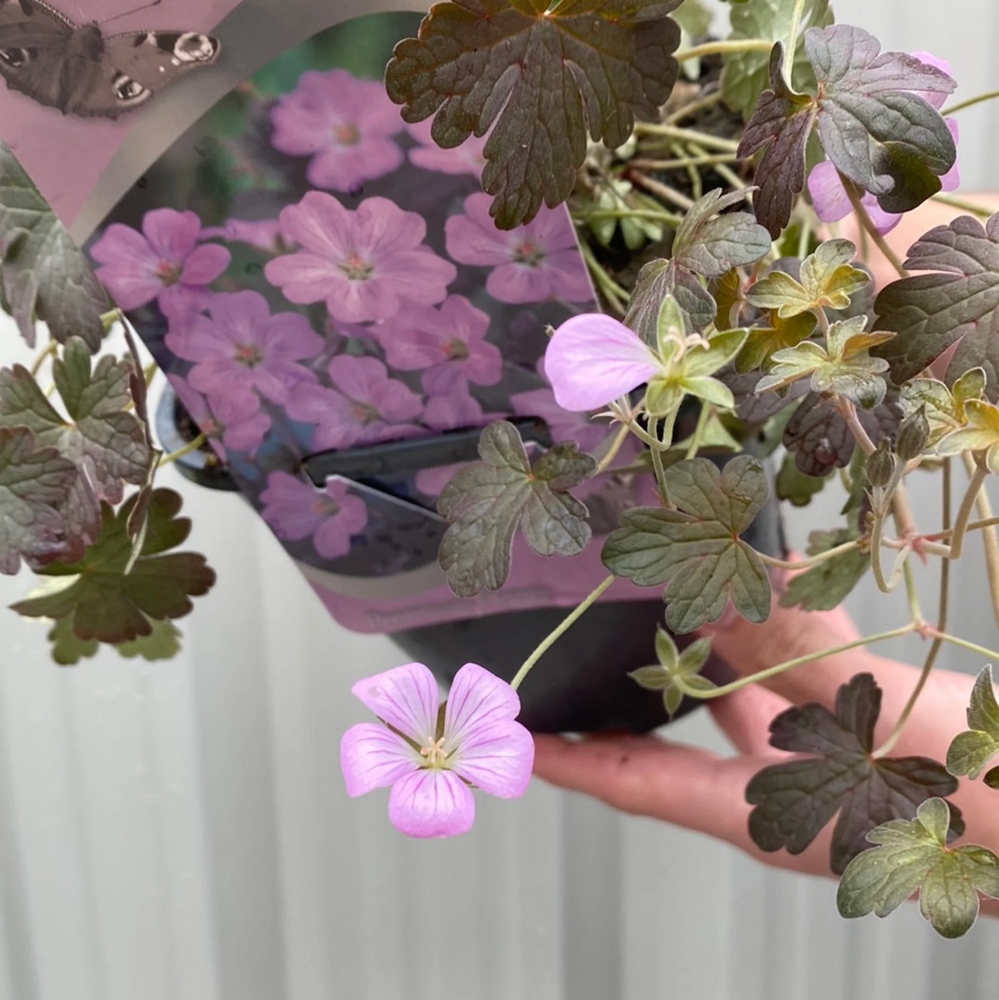 Geranium 'Dusky Crug' 2L - Image 3