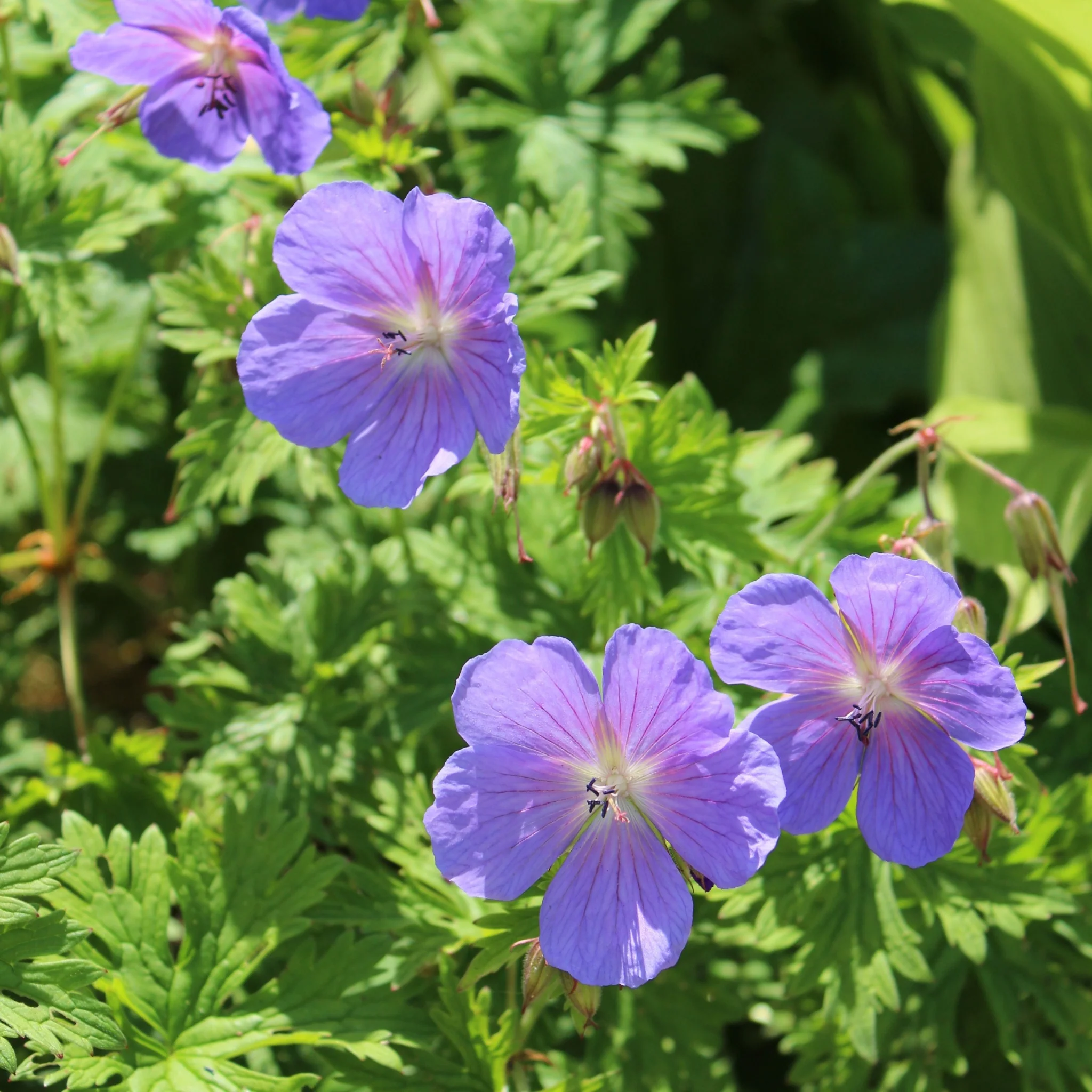 Geranium himalayense 'Baby Blue' (Young Perennial) PRE ORDER SPRING '26