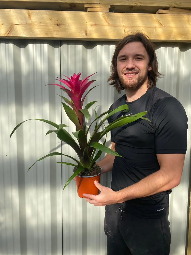 Guzmania amaretto - Pink - Image 4
