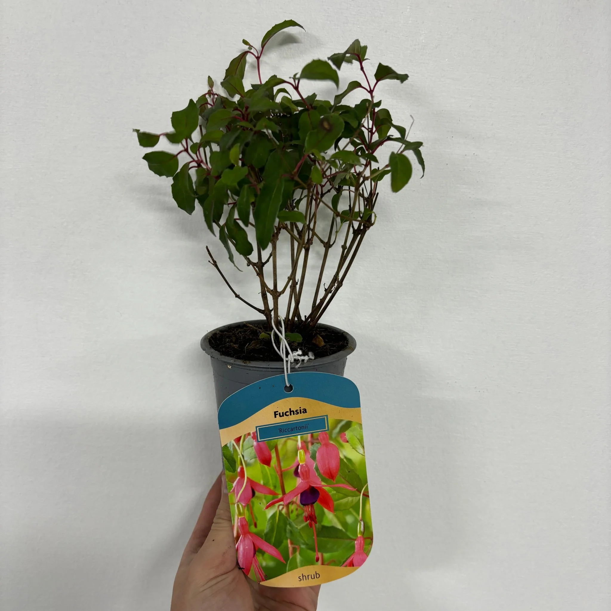 Hardy Fuchsia 'Riccartonii' 9cm / 2L - Image 3