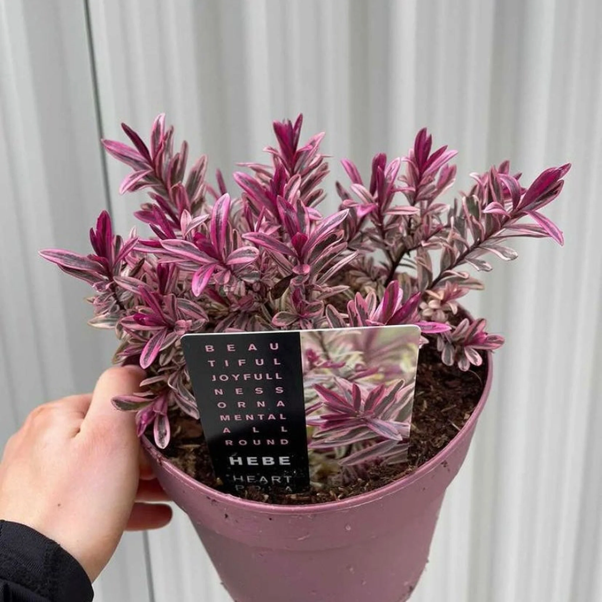 Hebe 'Heartbreaker' 2L