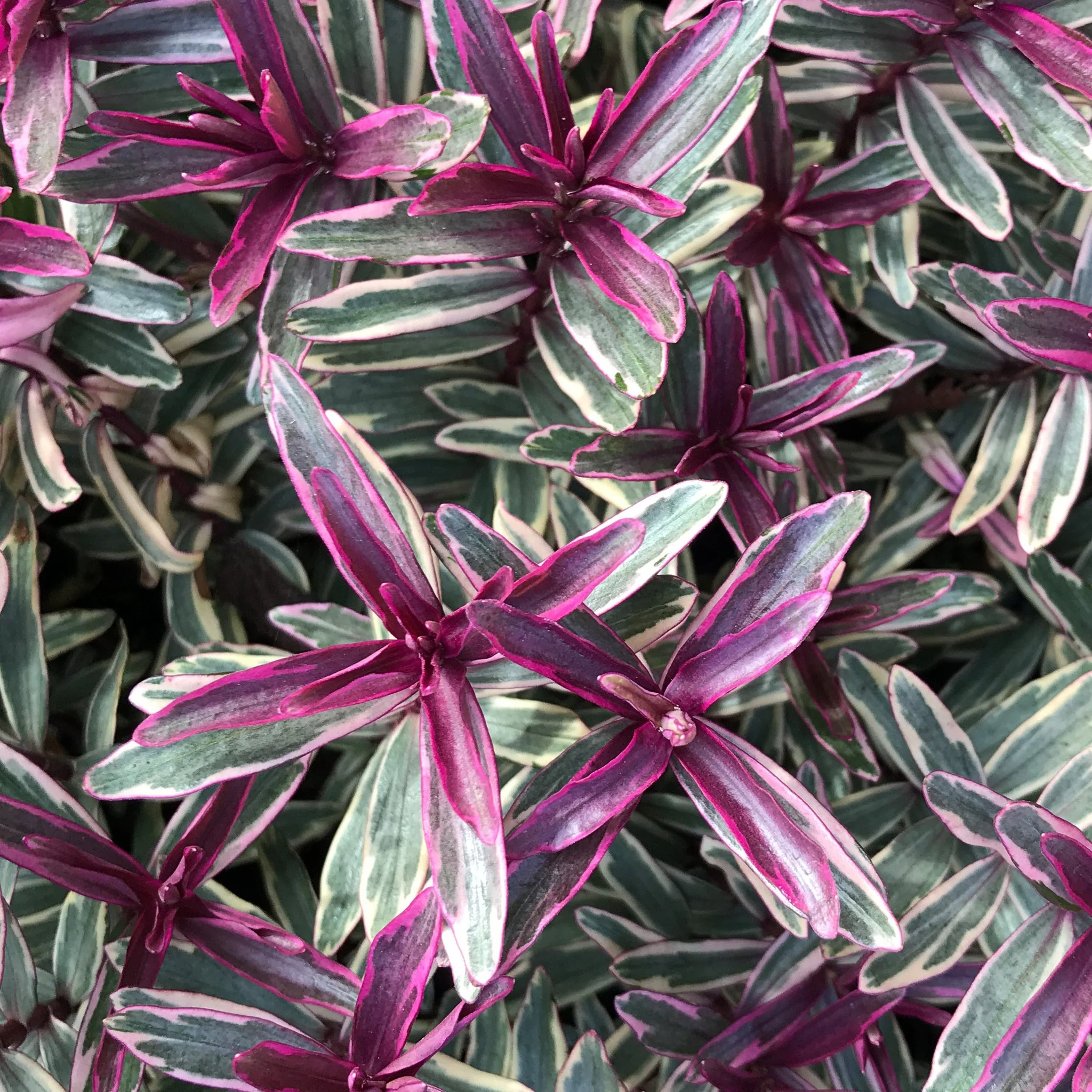Hebe 'Heartbreaker' 2L - Image 2