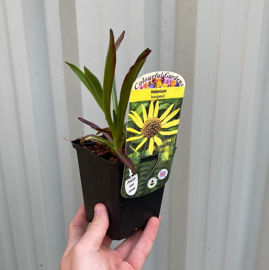 Helenium 'hoopesii' 9cm Pot - Image 2