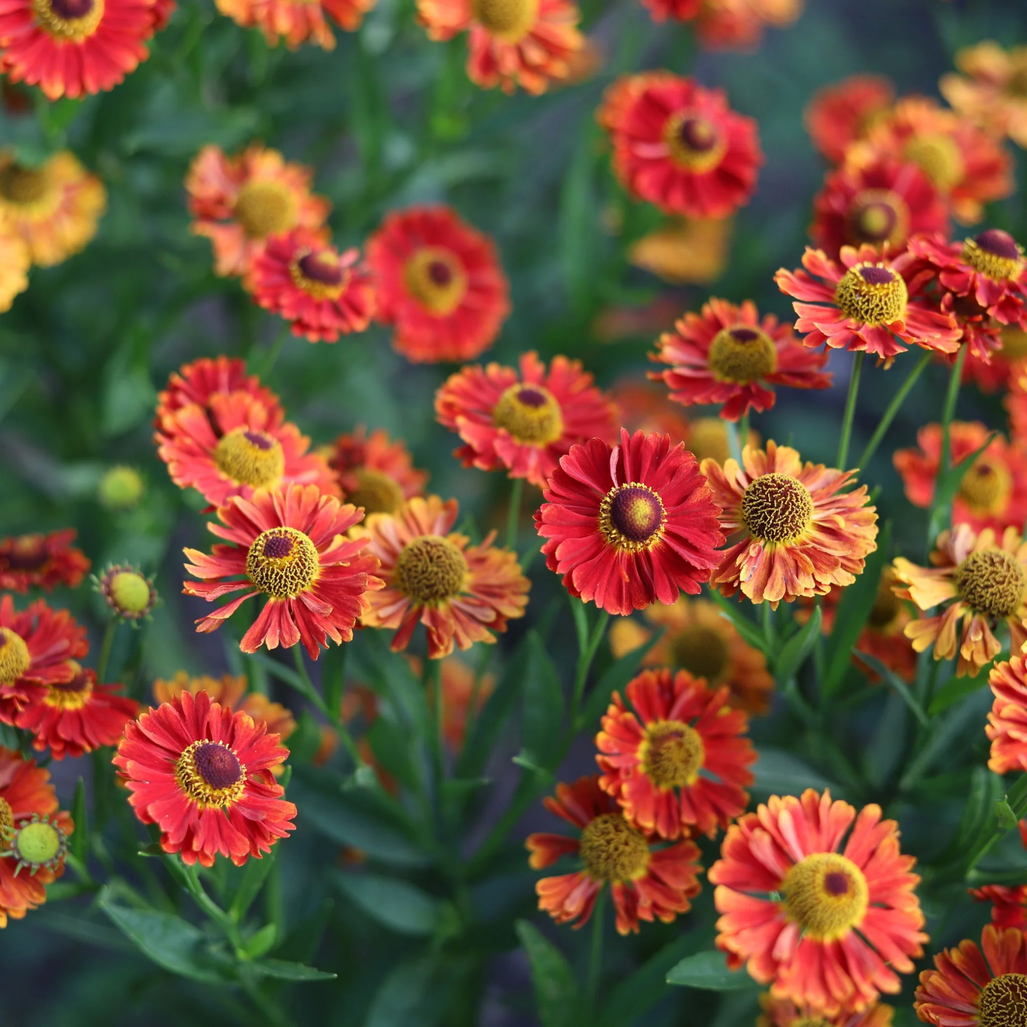 Helenium autumnale 'HayDay Red Bicolor' 9cm - Image 2