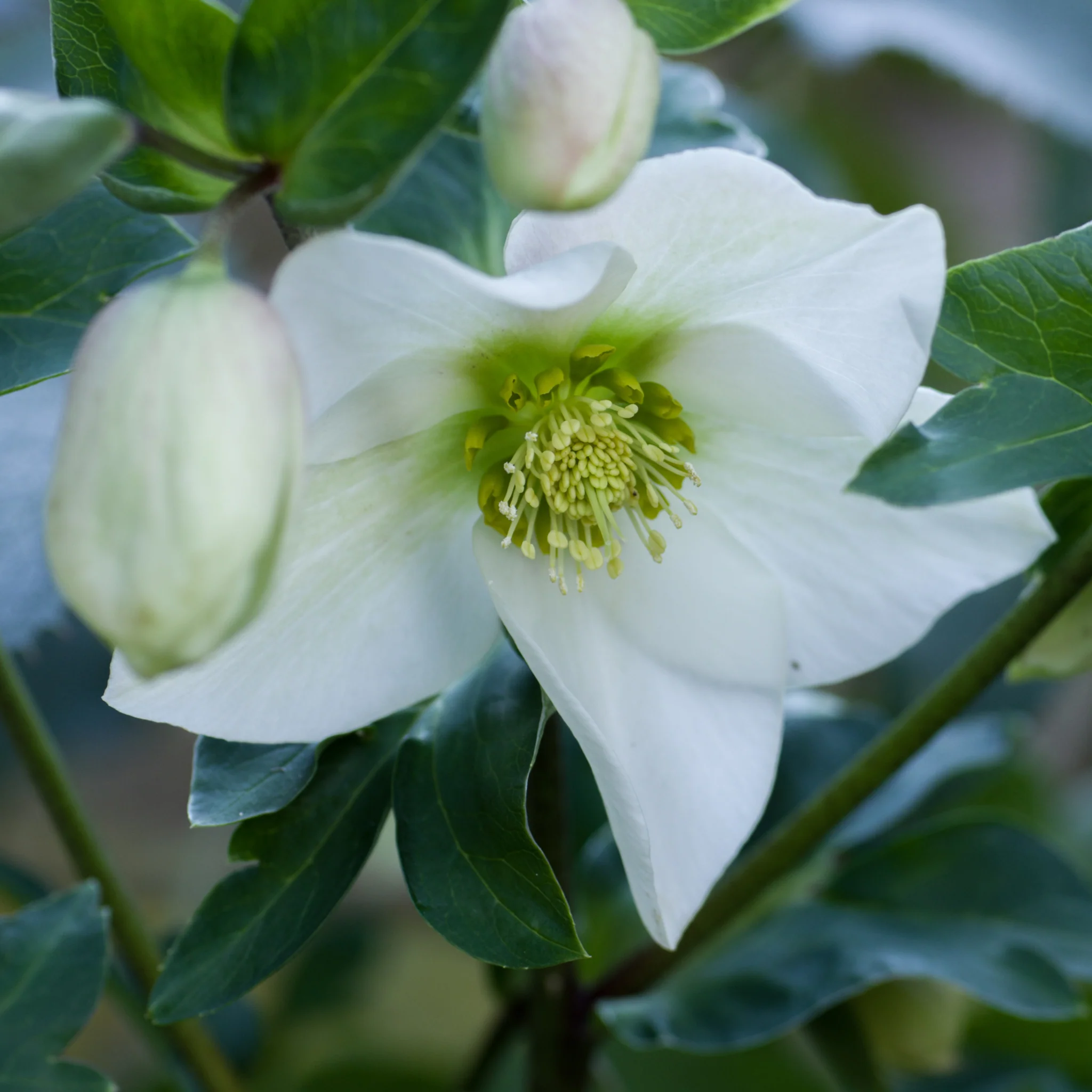 Helleborus nyger 'Christmas Carol' | Christmas Rose | Hellebore | 9cm-2L Available - Image 10