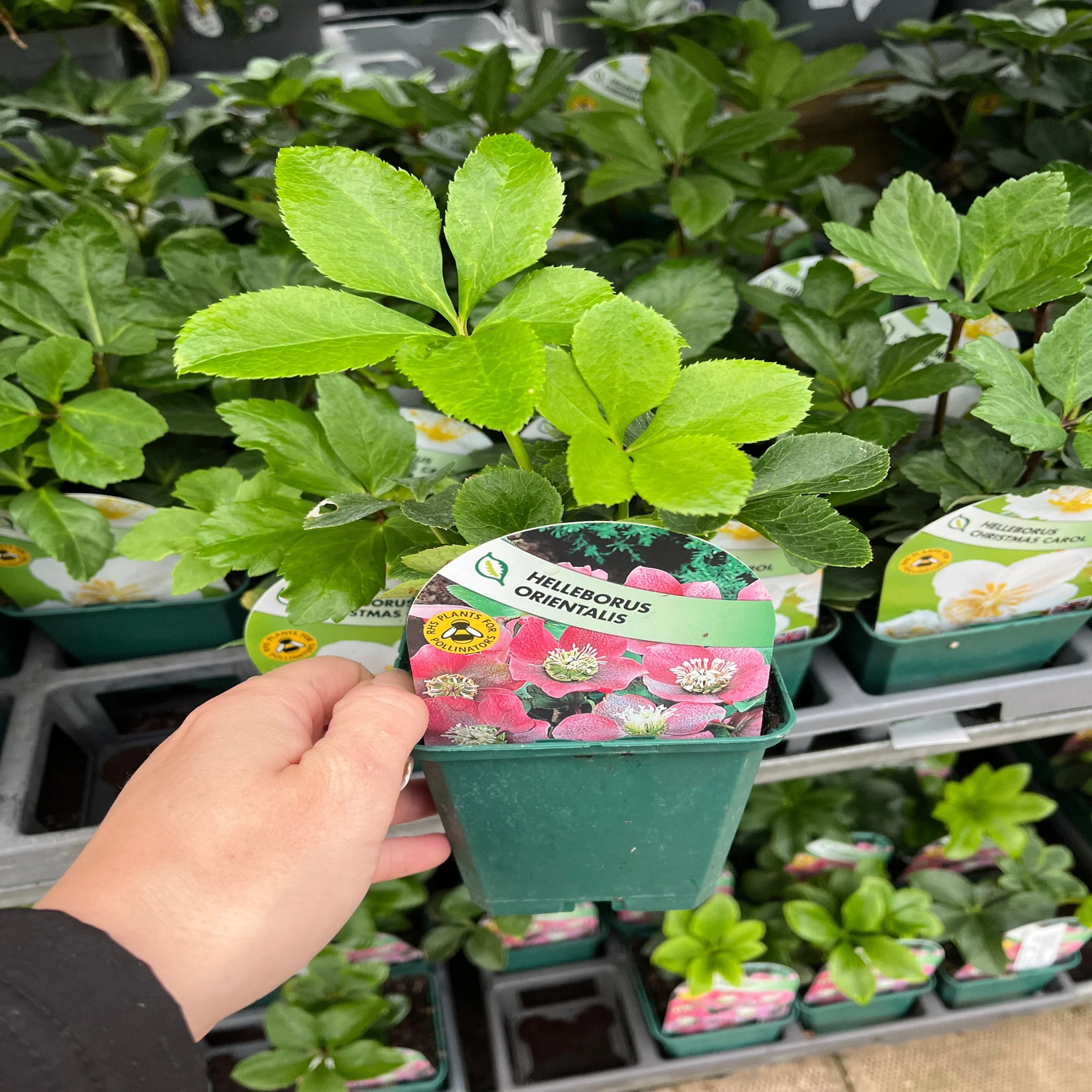 Hellebore/Helleborus orientalis - Pink (9cm) - Image 3