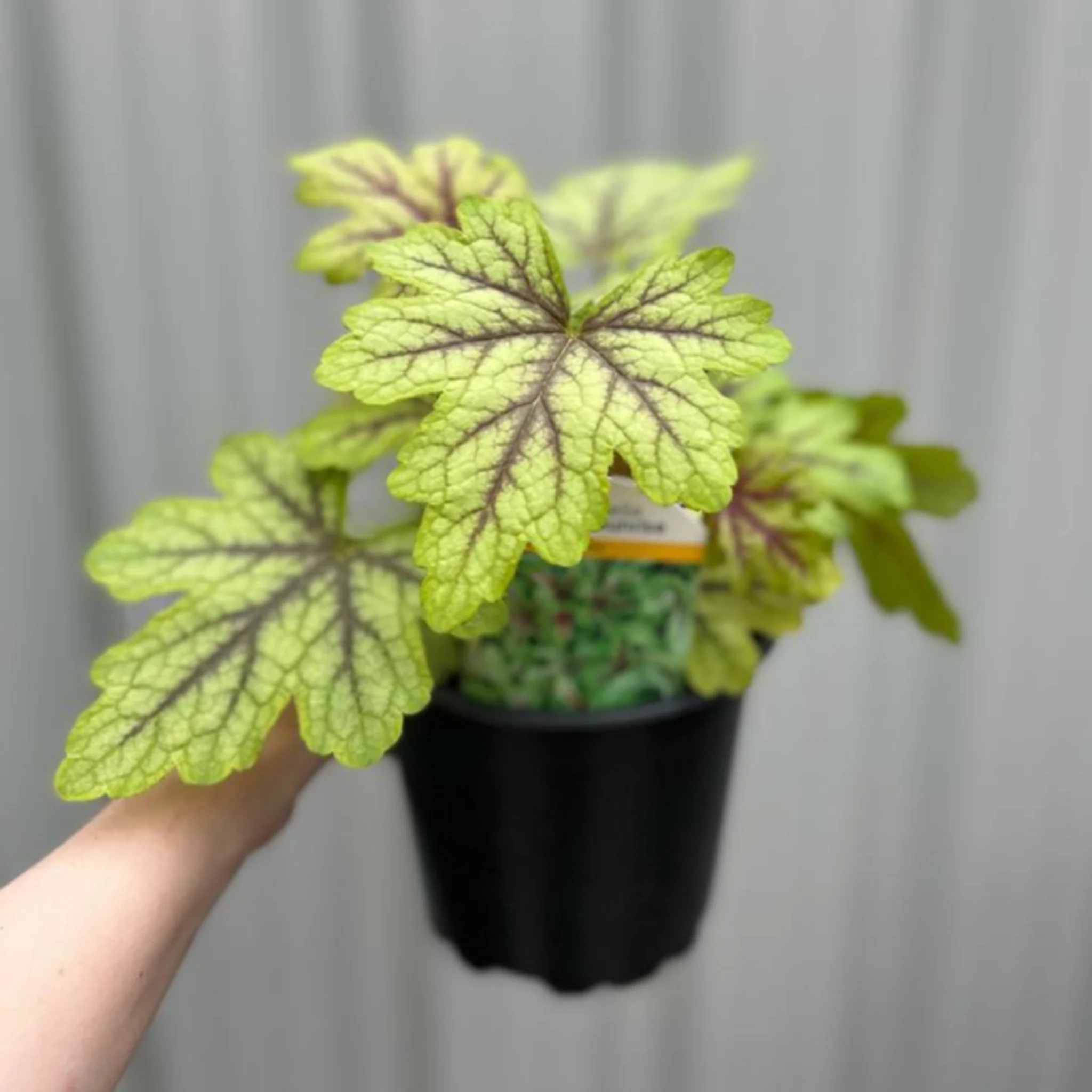 Heuchera 'Alabama Sunrise' 2L - Image 3