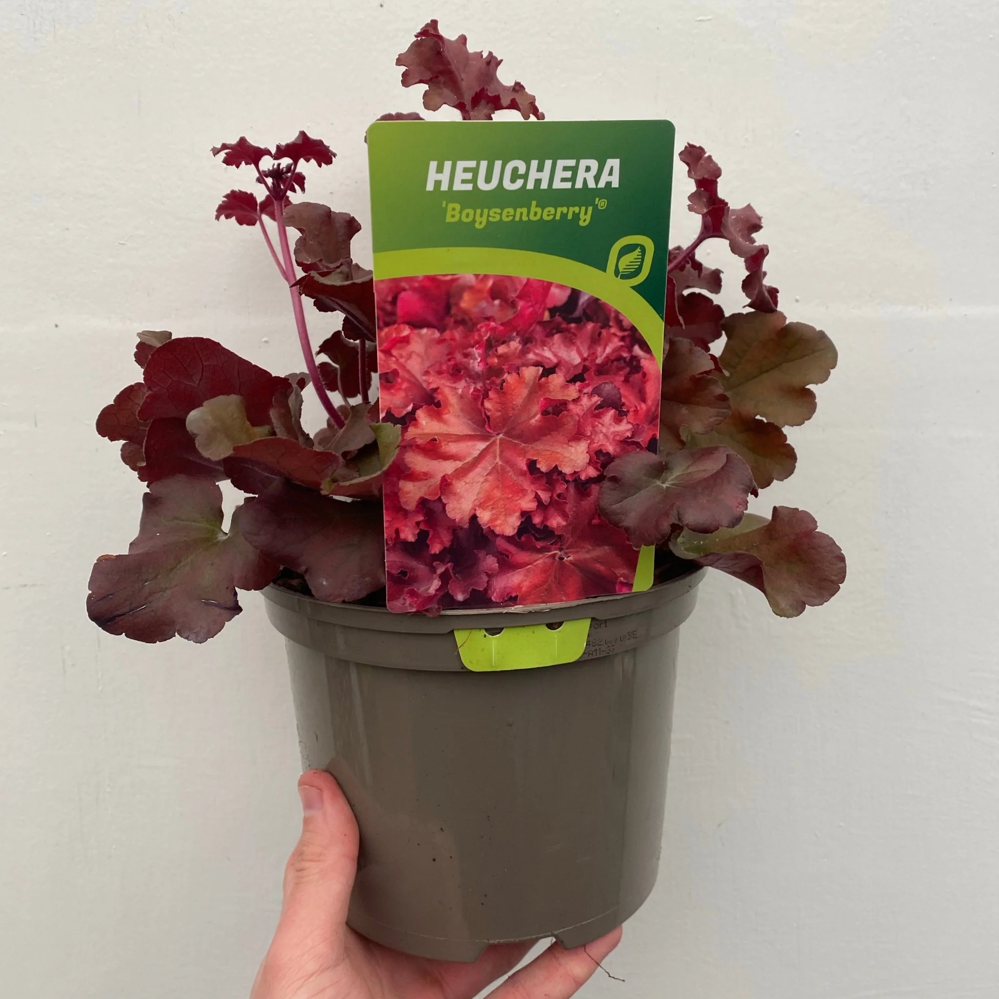 Heuchera 'Boysenberry' 2L - Image 2