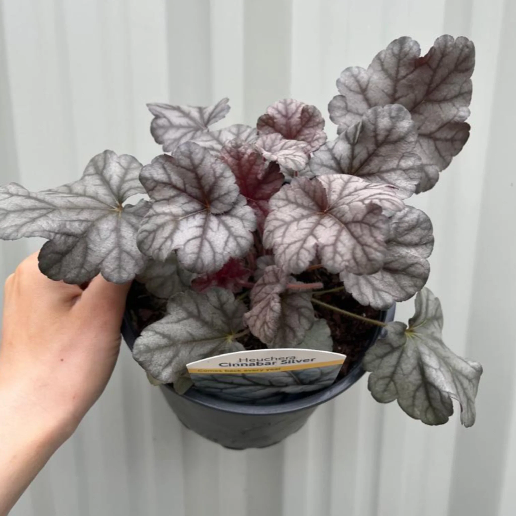 Heuchera 'Cinnabar Silver' 2L - Image 2