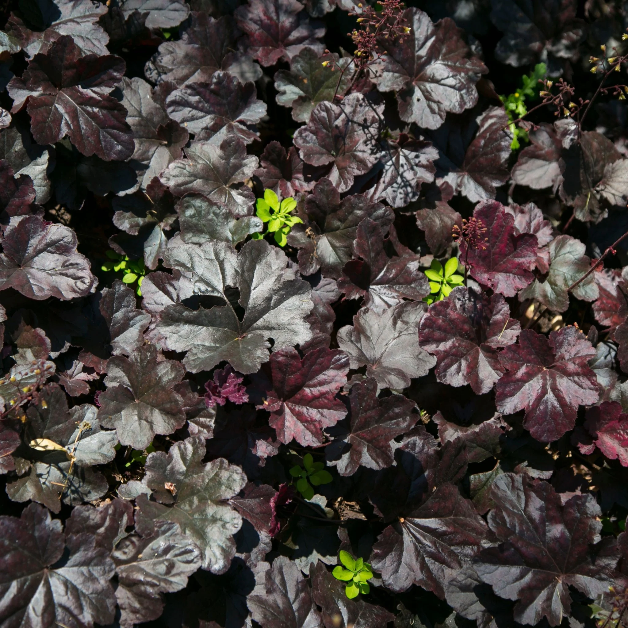 Heuchera 'Dark Secret' 2L - Image 2