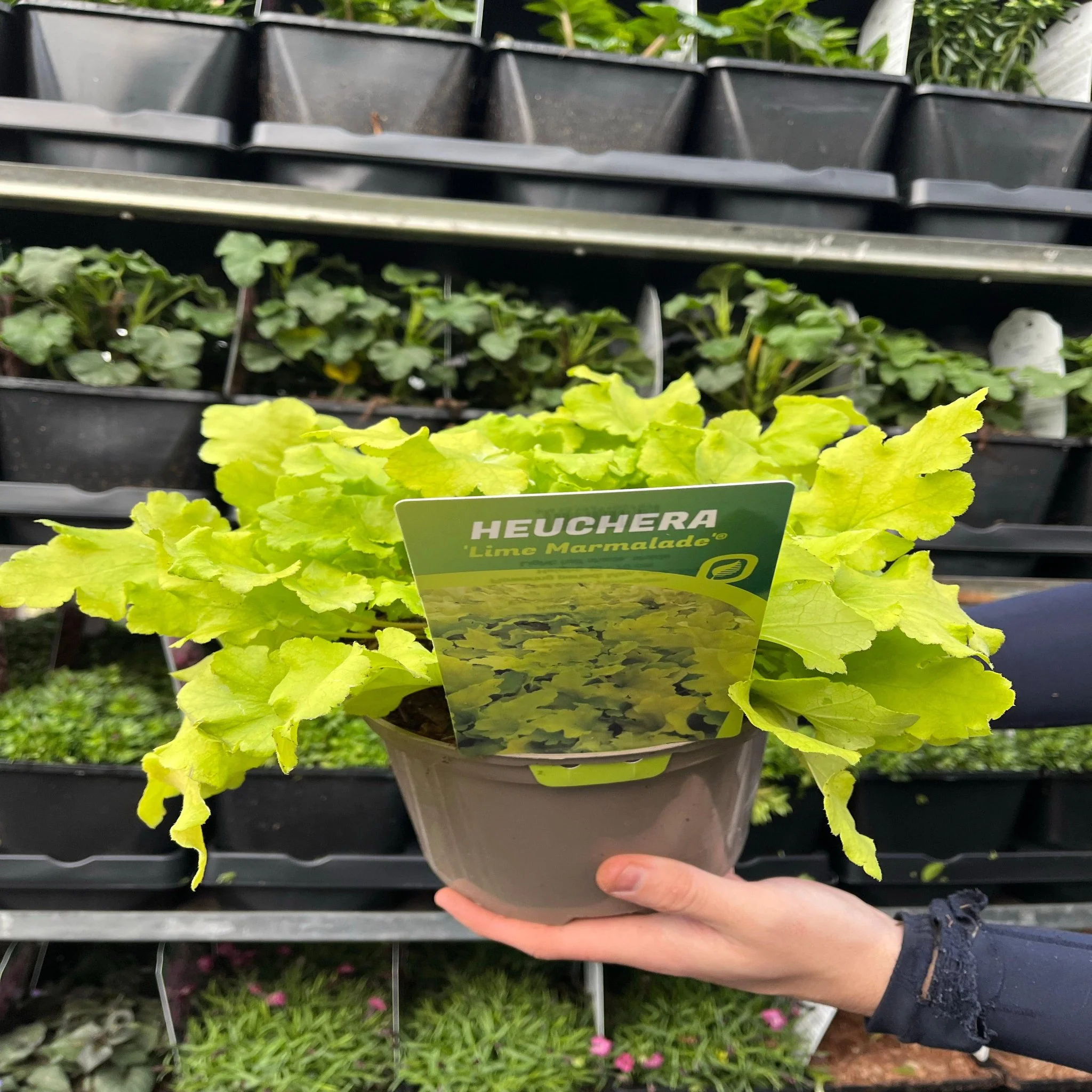 Heuchera 'Lime Marmalade' 9cm / 2L - Image 2
