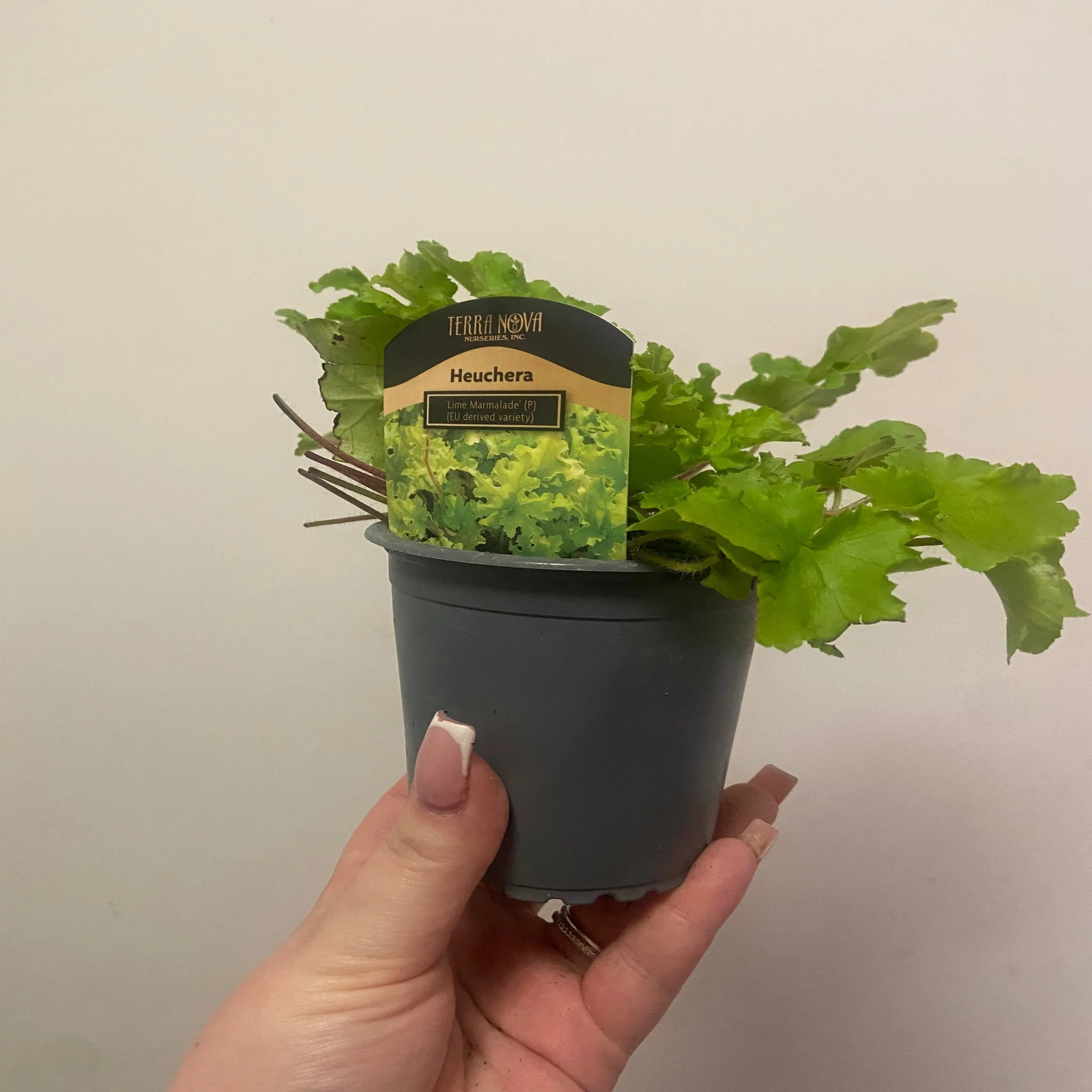Heuchera 'Lime Marmalade' 9cm / 2L - Image 3