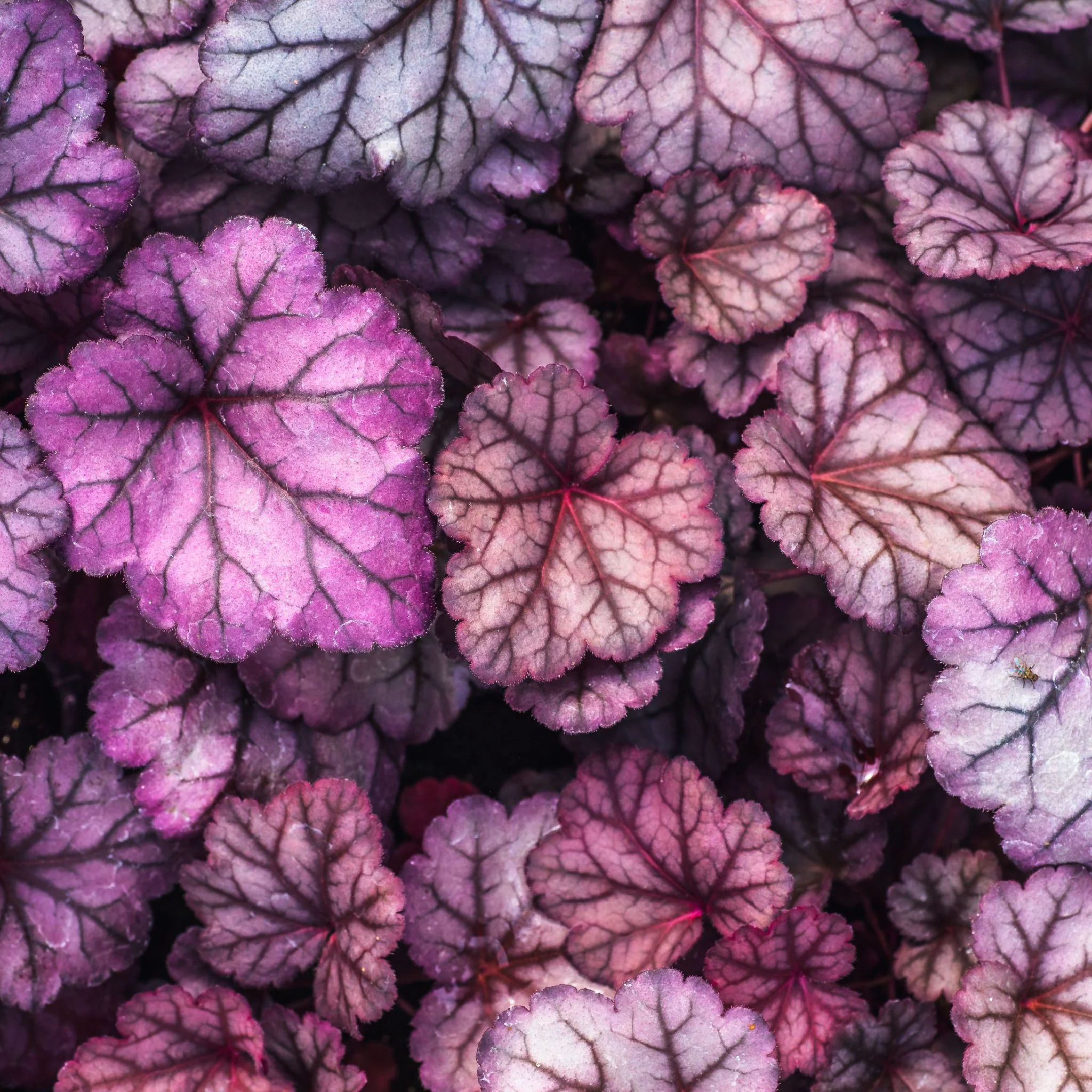 Heuchera 'Obsidian' 2L - Image 2