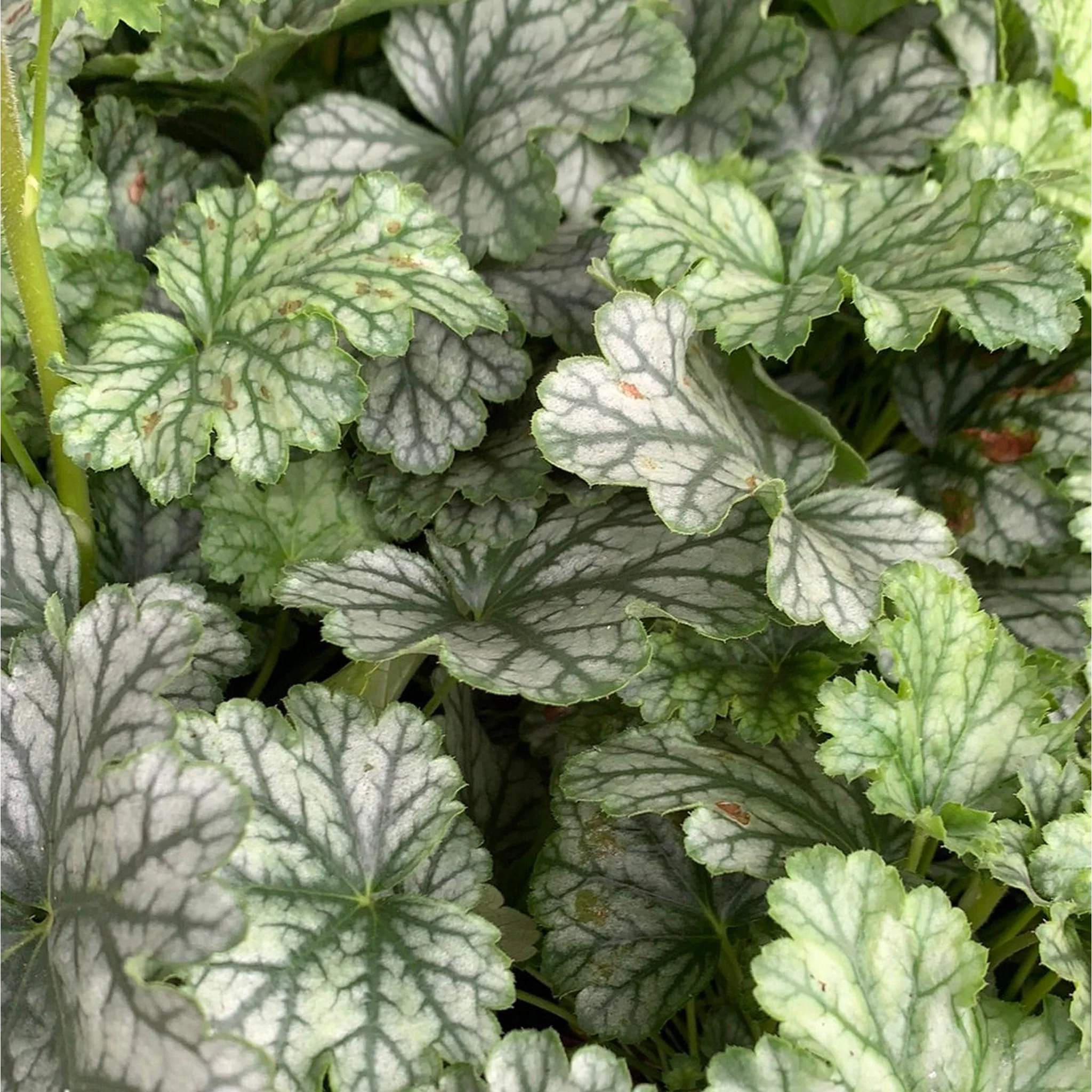 Heuchera 'Paris' 2L