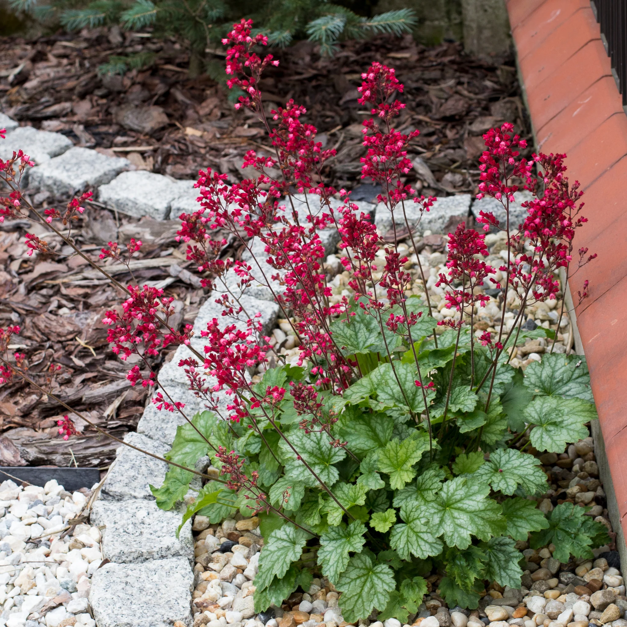 Heuchera 'Paris' 2L - Image 2