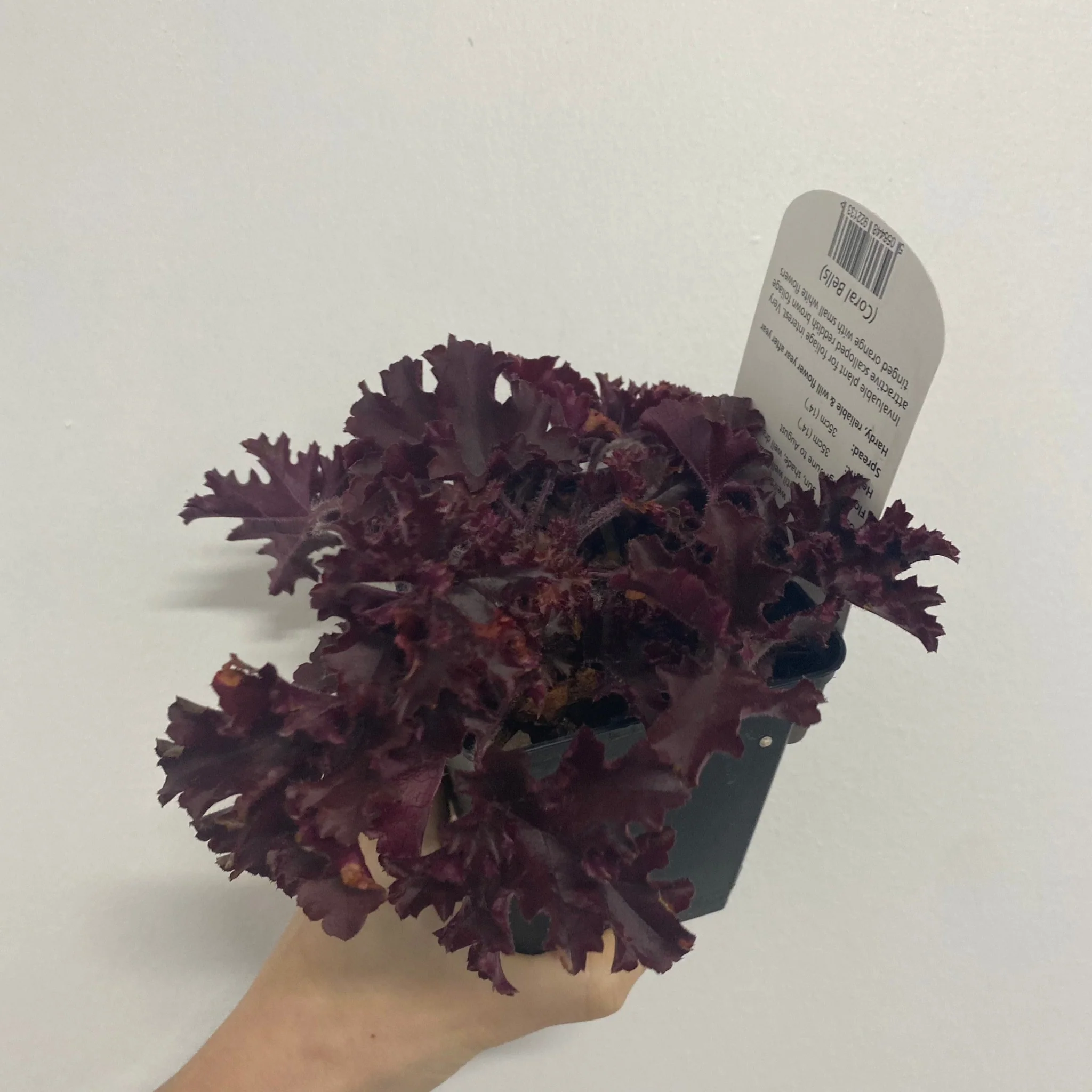 Heuchera 'Melting Fire' 9cm/2L - Image 2