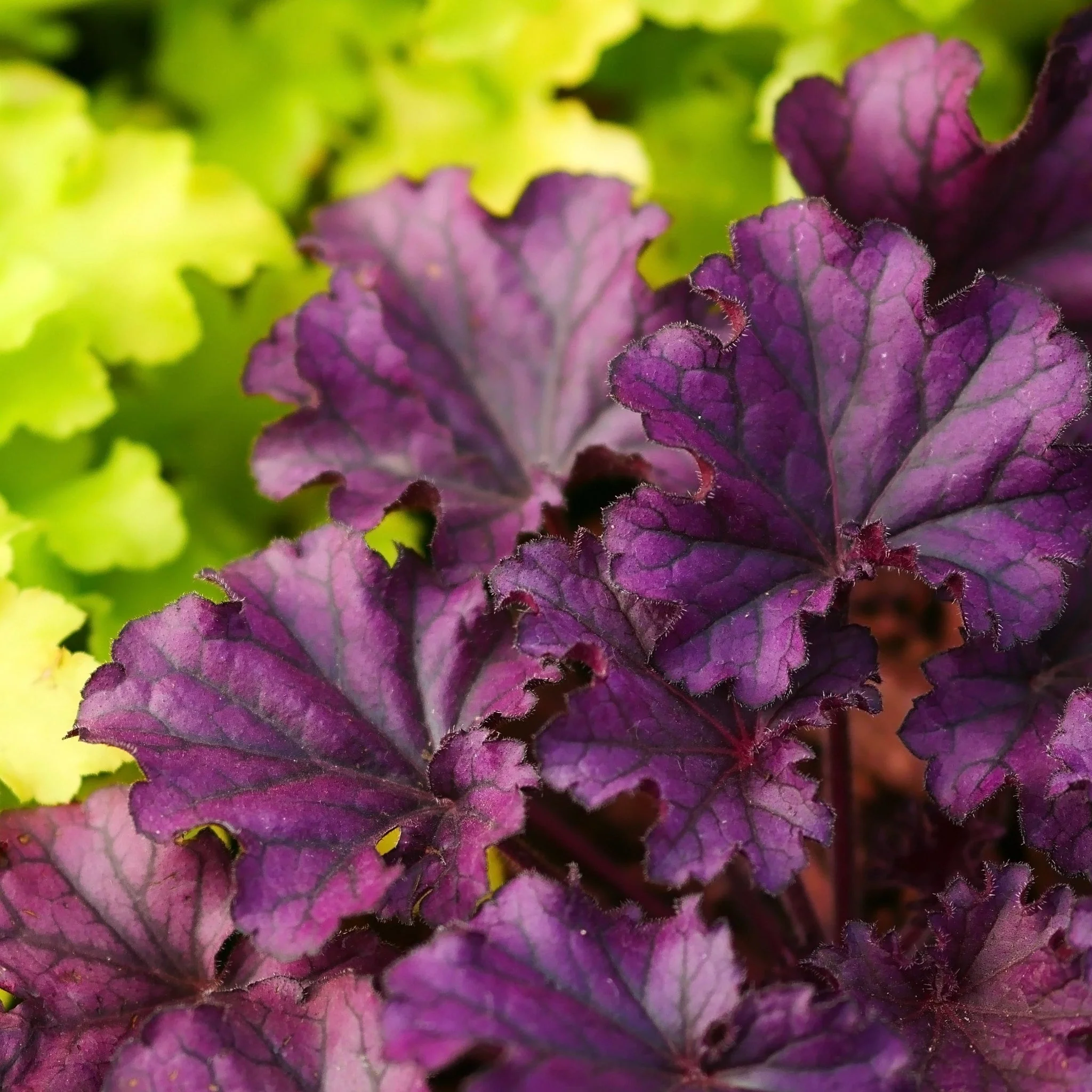 Heuchera 'Plum Pudding' 9cm/2L - Image 2
