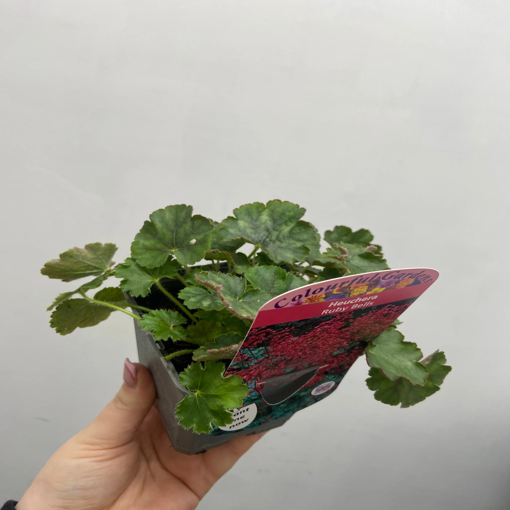 Heuchera 'Ruby Bells' 9cm/2L Growers Pot - Image 2