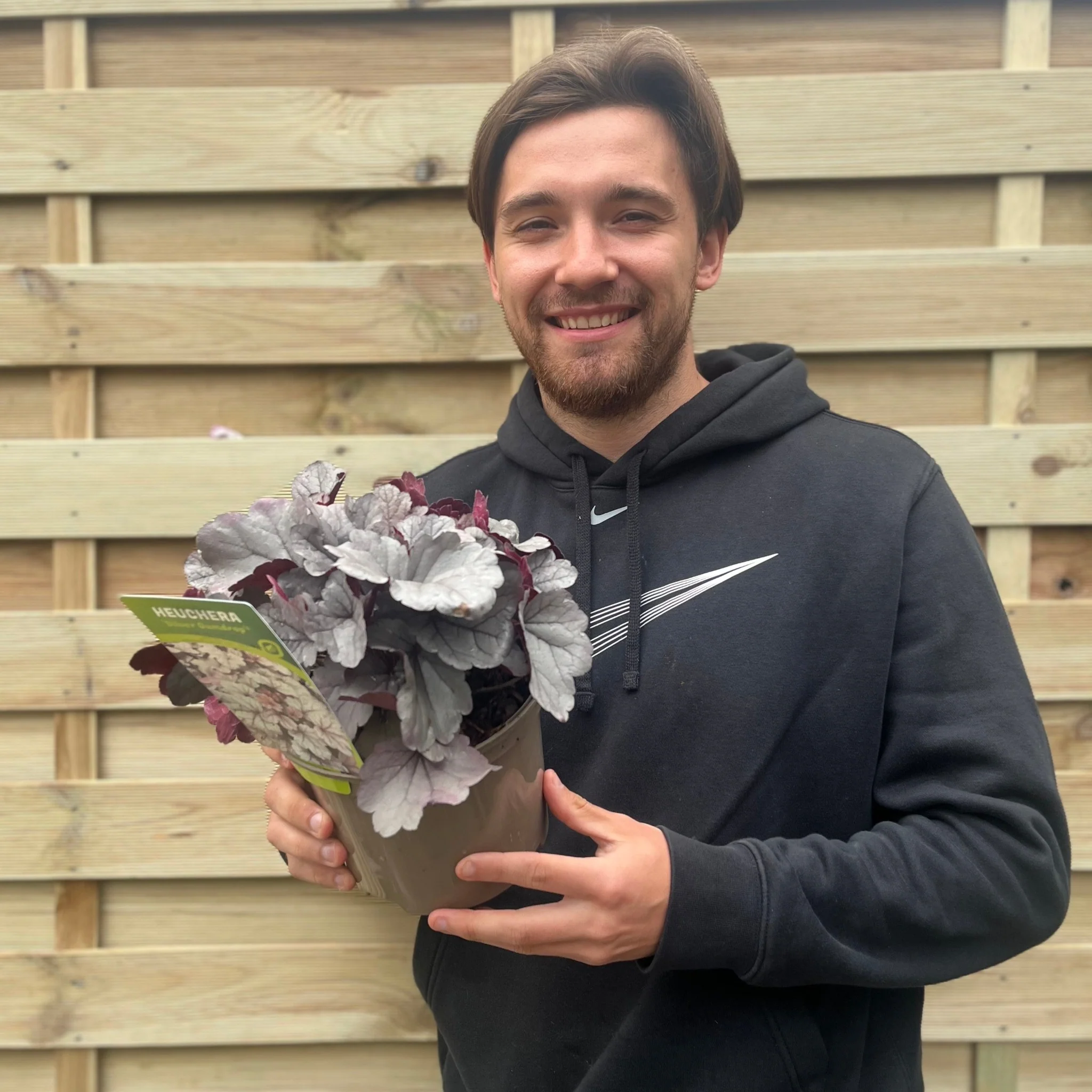 Heuchera 'Silver Gumdrop' 2L