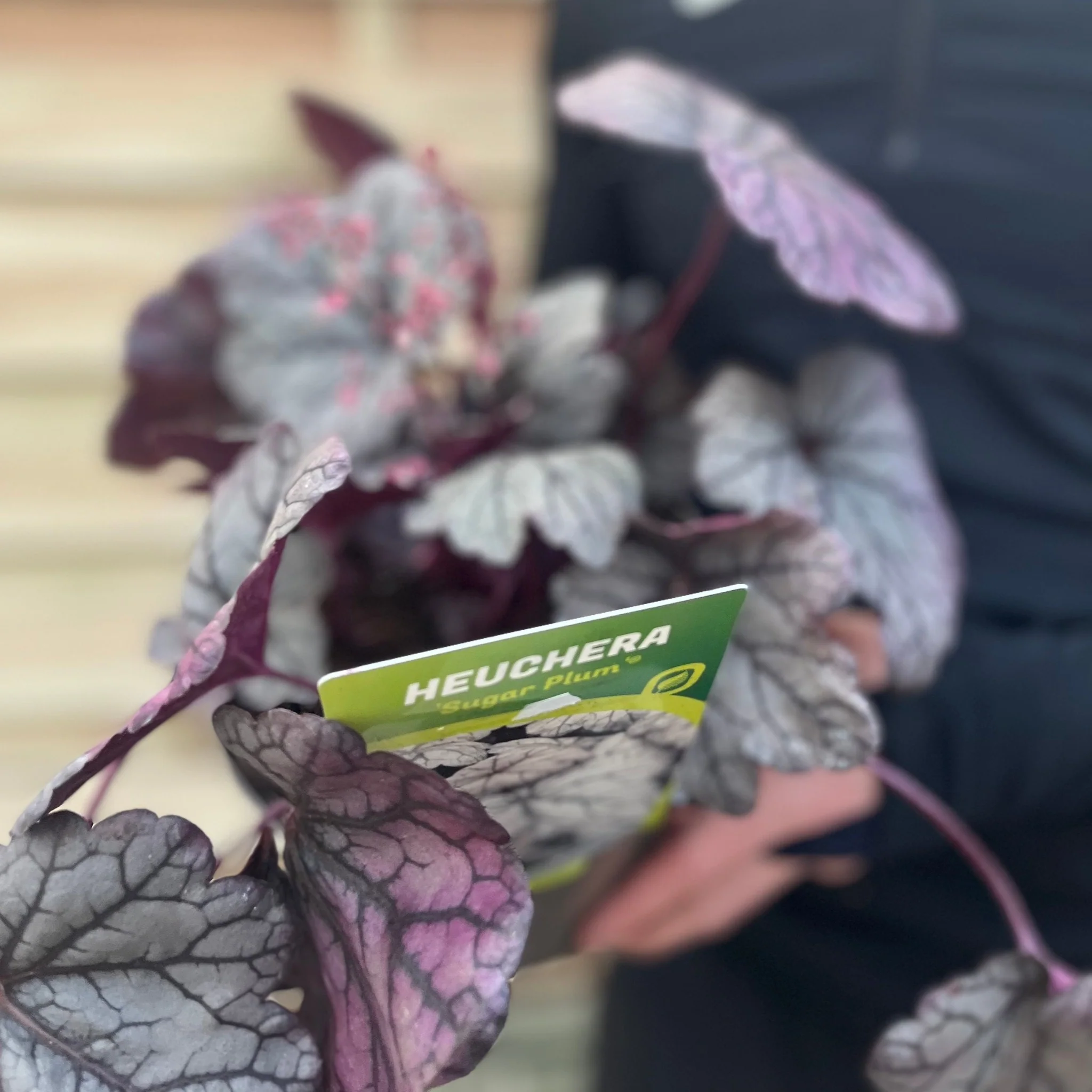 Heuchera 'Sugar Plum' 2L - Image 3