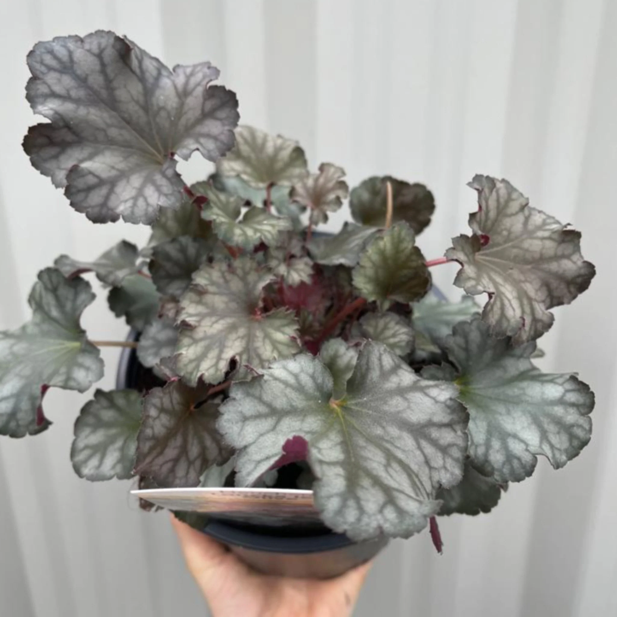Heuchera 'Toncka Iced Olive' 2L - Image 2