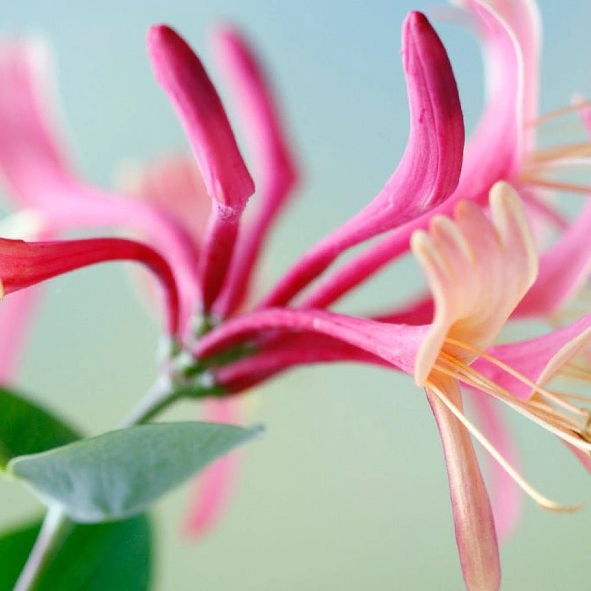 Lonicera 'Red World' (Honeysuckle) 60cm - Image 2