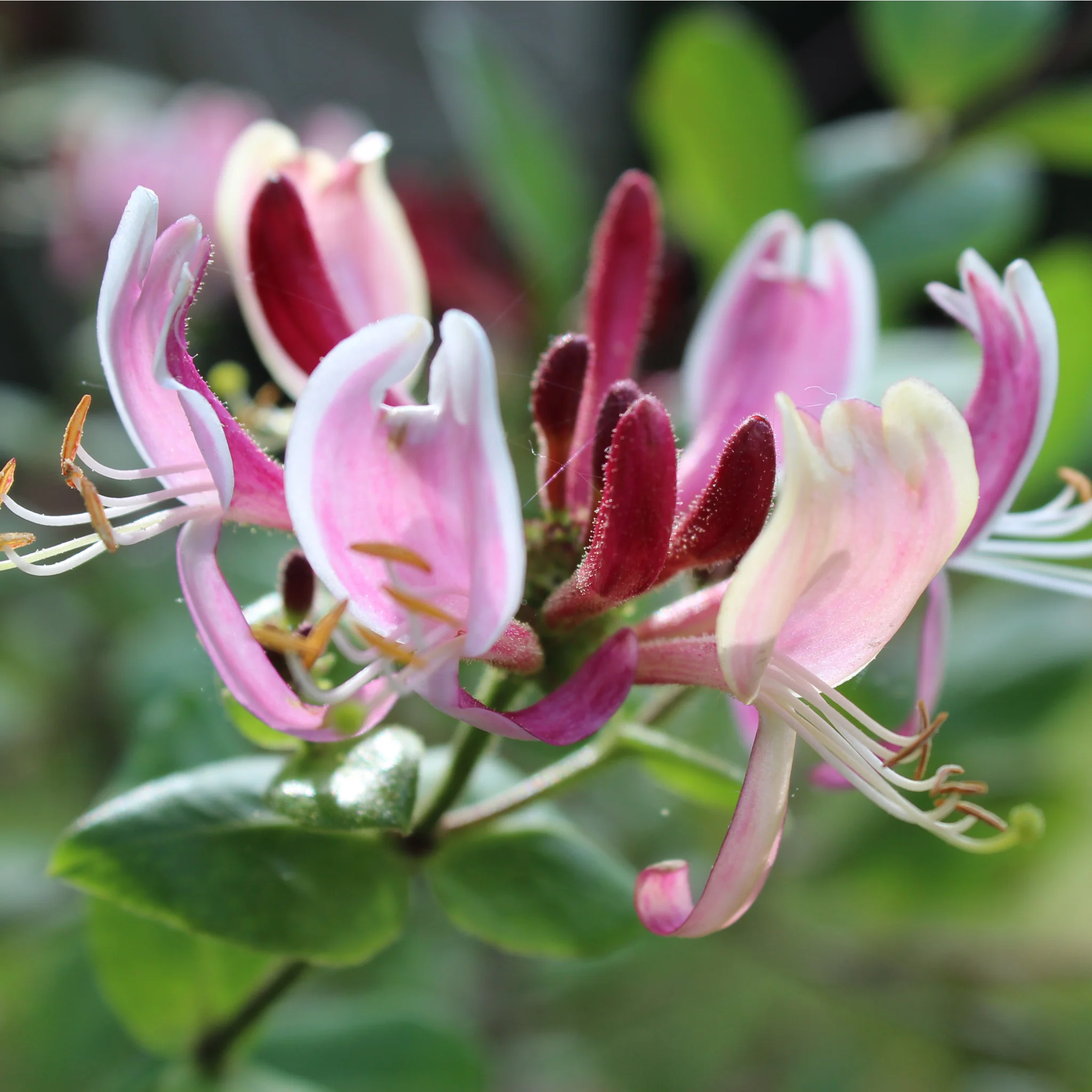 Honeysuckle periclymenum 'Belgica' 60-70cm - Image 2