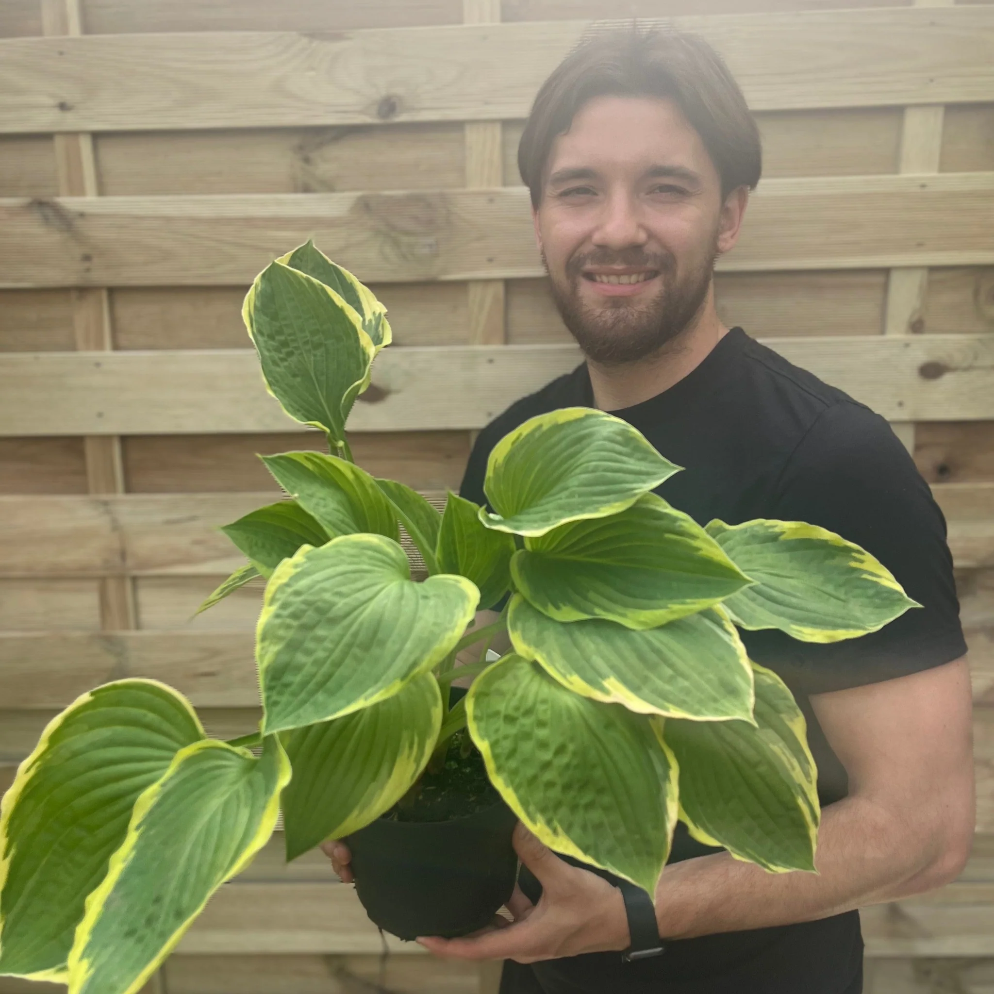 Hosta 'Aureomarginata' 2L - Image 4