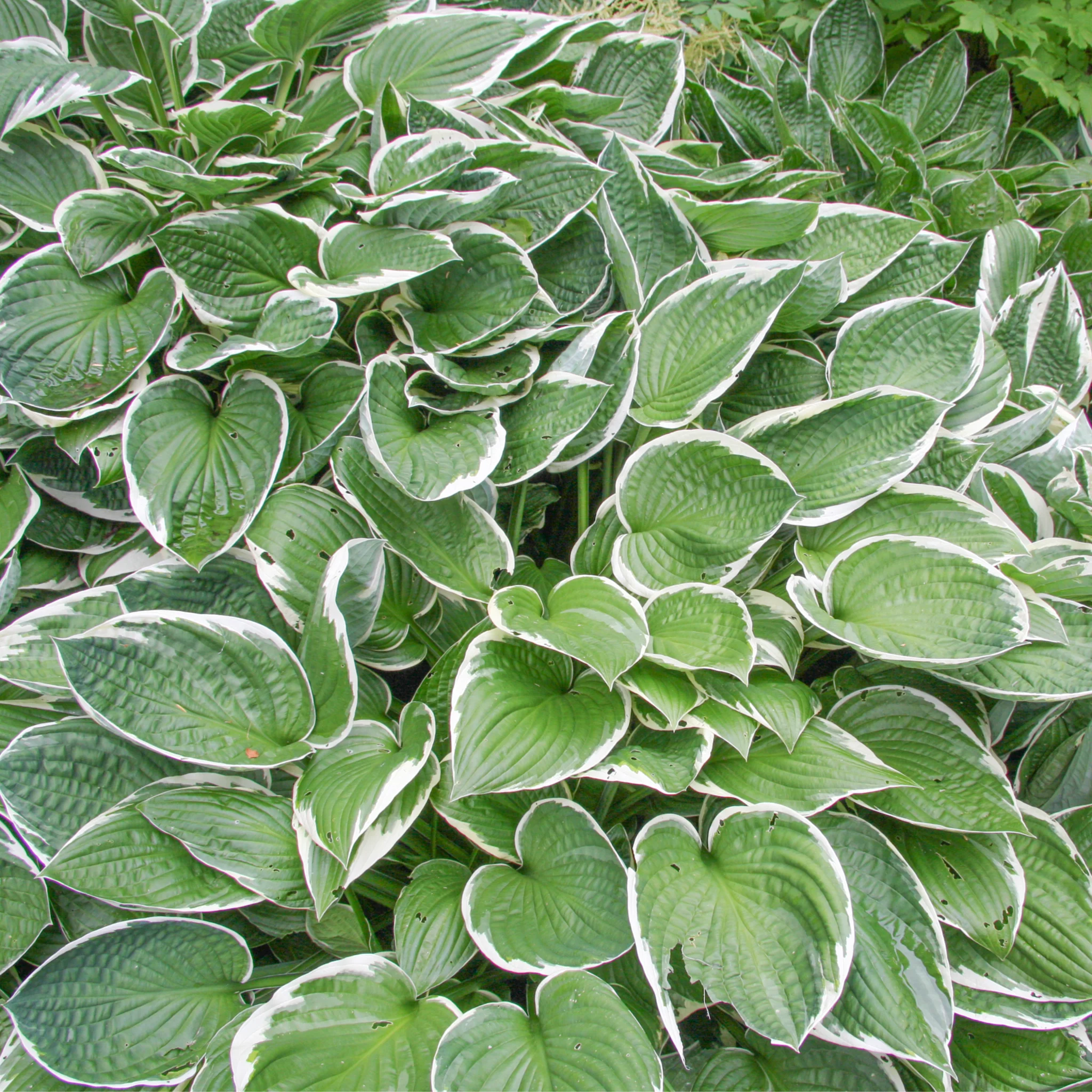 Hosta 'Francee' (fortunei) 9cm/2L - Image 3